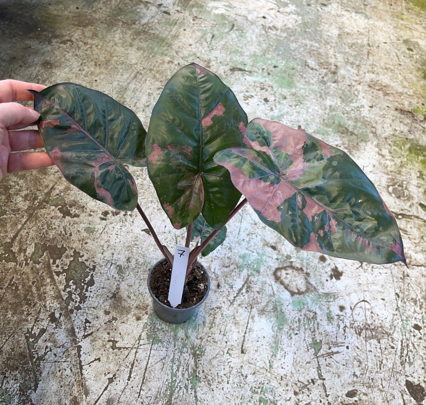 Alocasia yucatan pink variegata M