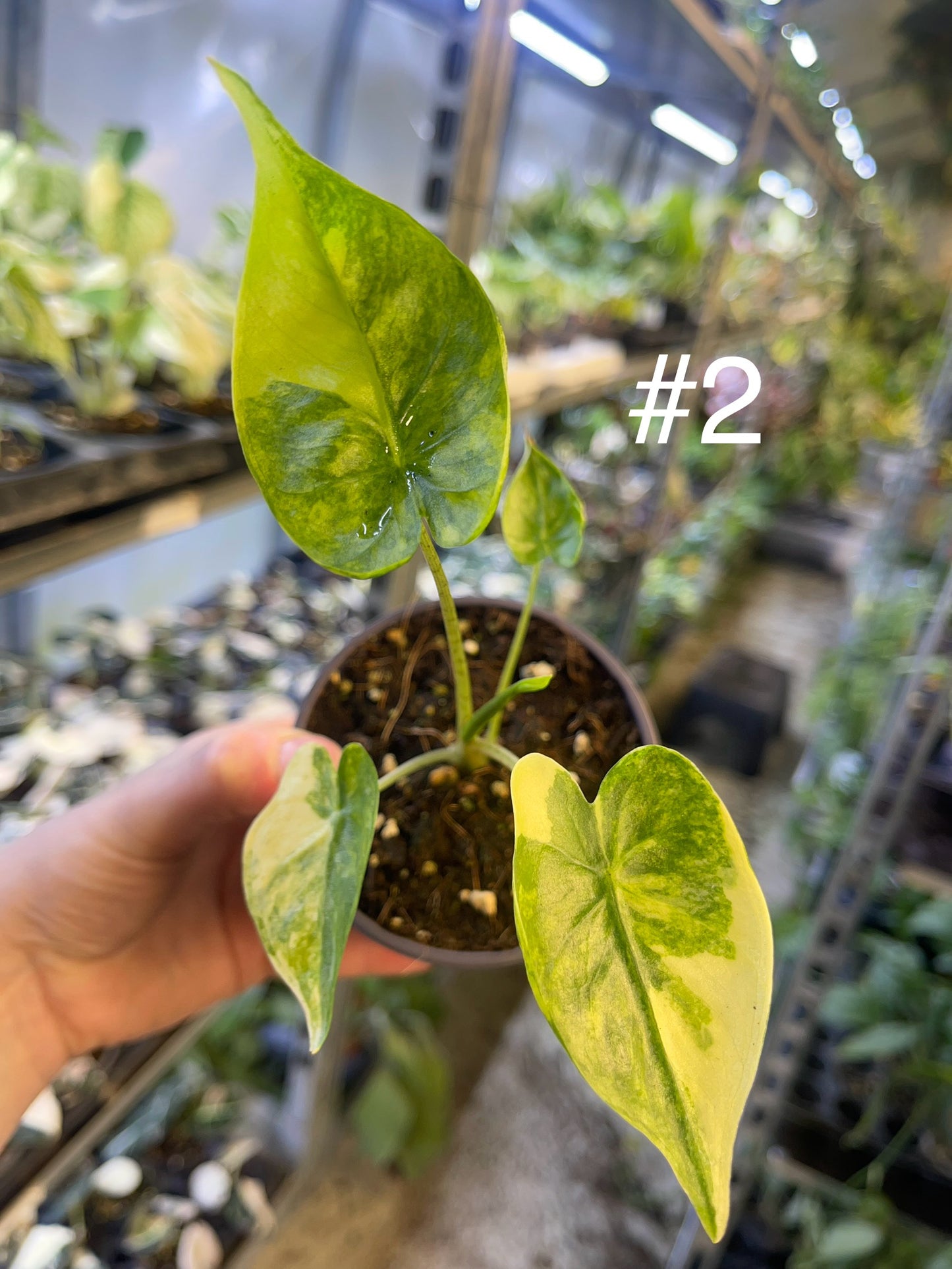 Alocasia shock treatment variegata M NEW