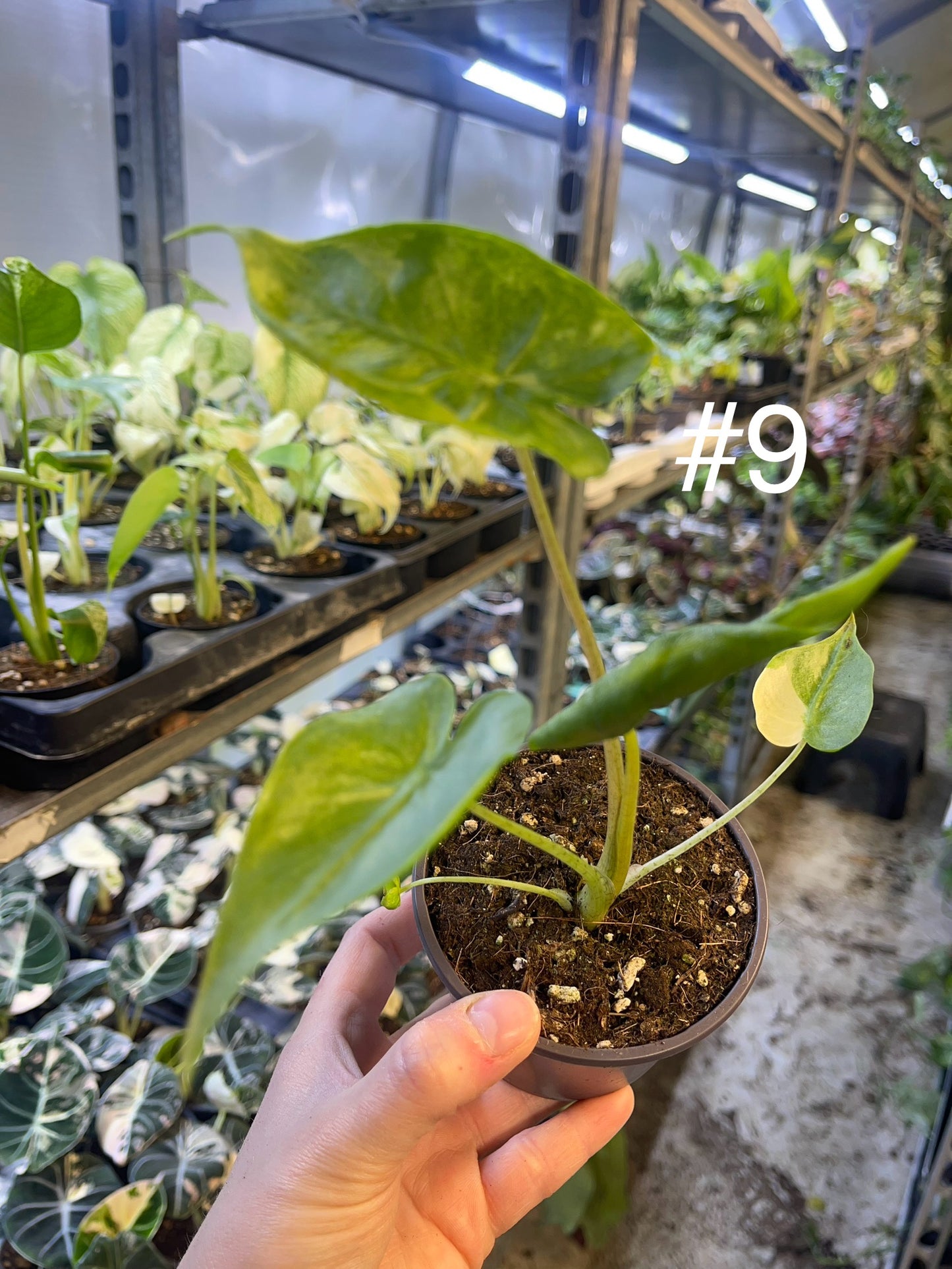 Alocasia shock treatment variegata M NEW