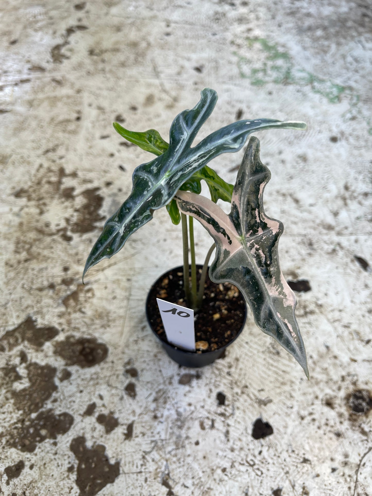 Alocasia sanderiana nobilis pink variegata NEW