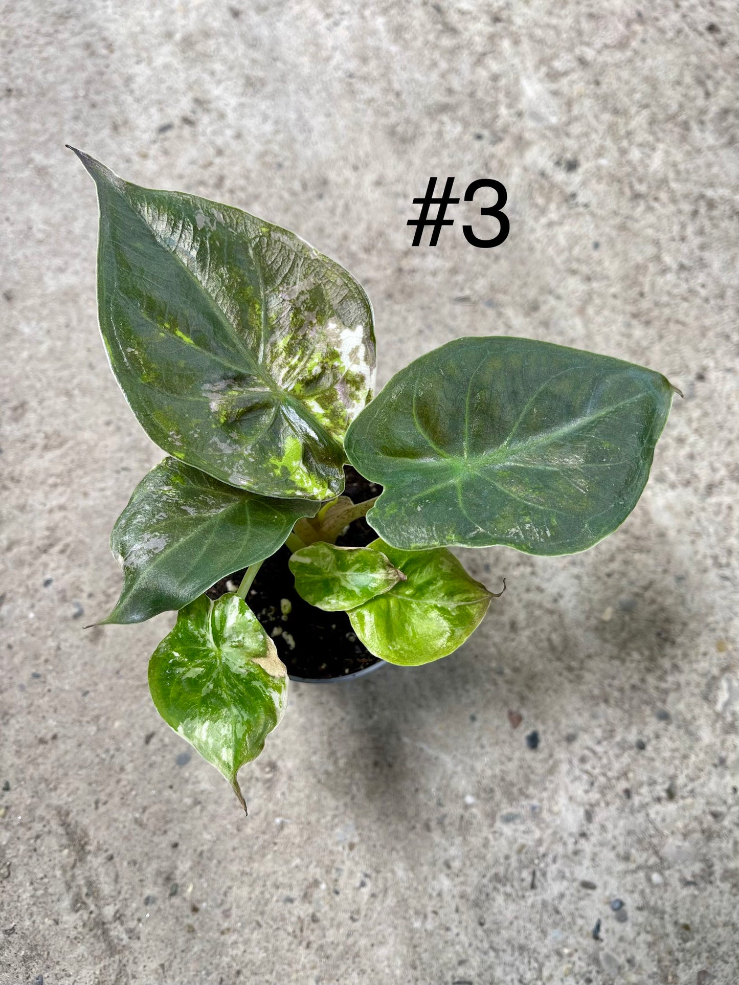 ALOCASIA WENTII PINK ALBO VARIEGATA NEW