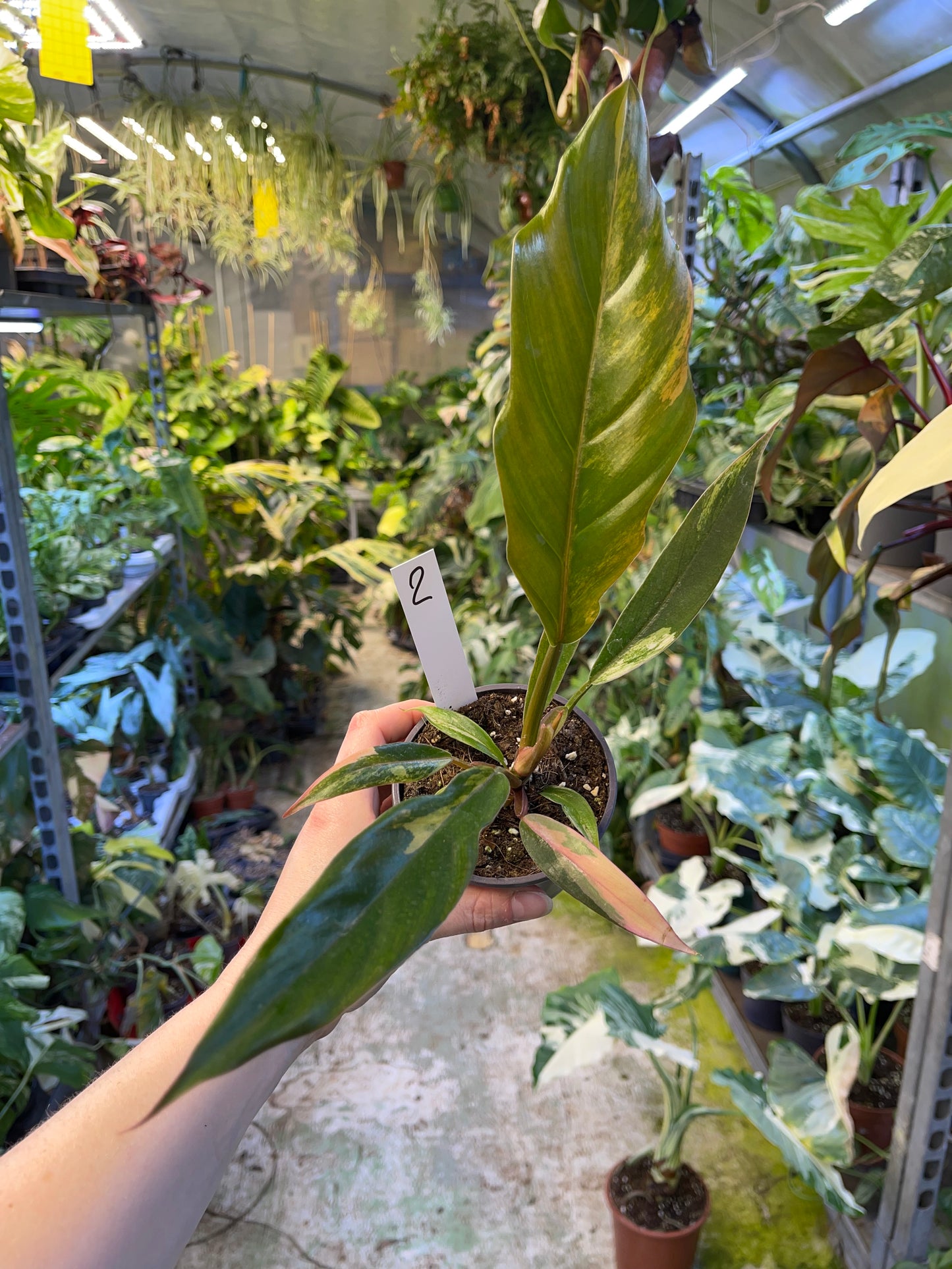 Philodendron caramel marble légère var M