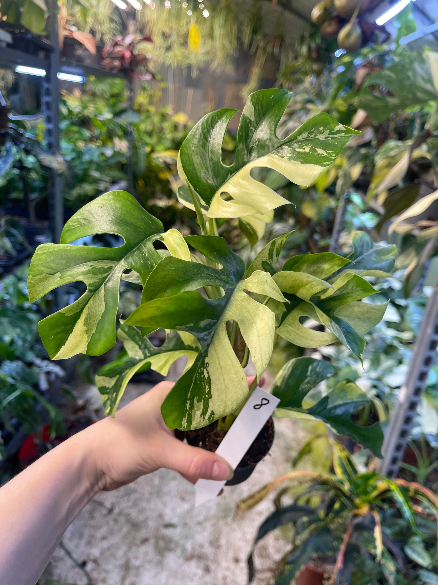 Monstera minima ALBO variegata / Rhaphidophora tetrasperma ALBO variegata