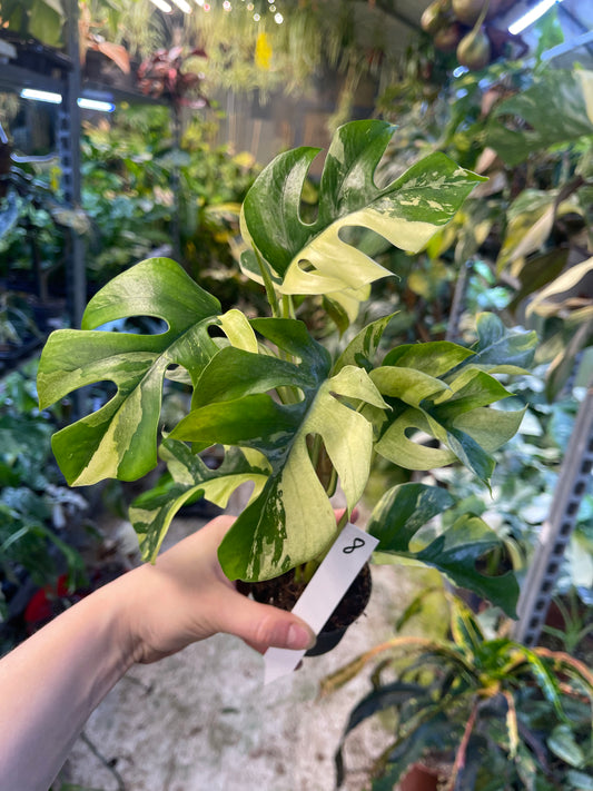 Monstera minima ALBO variegata / Rhaphidophora tetrasperma ALBO variegata