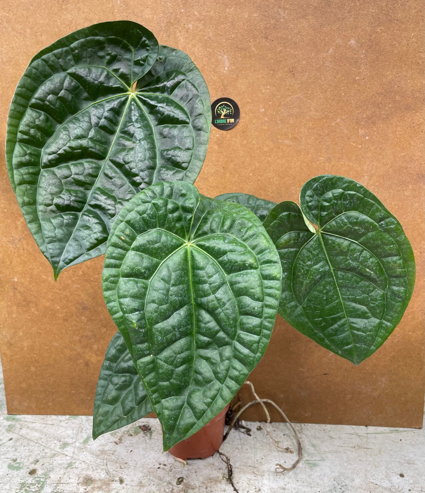Anthurium crystallinum x luxurians