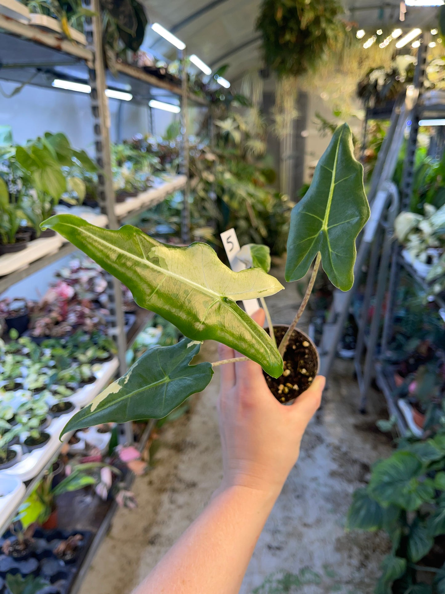 ALOCASIA SARIAN ALBO VARIEGATA NEW