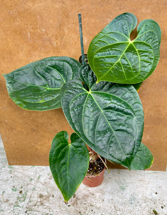 Anthurium magnificum x luxurians