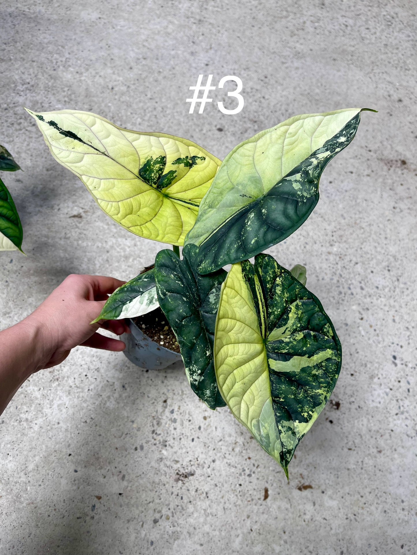 ALOCASIA DRAGON SCALE ALBO VARIEGATA L