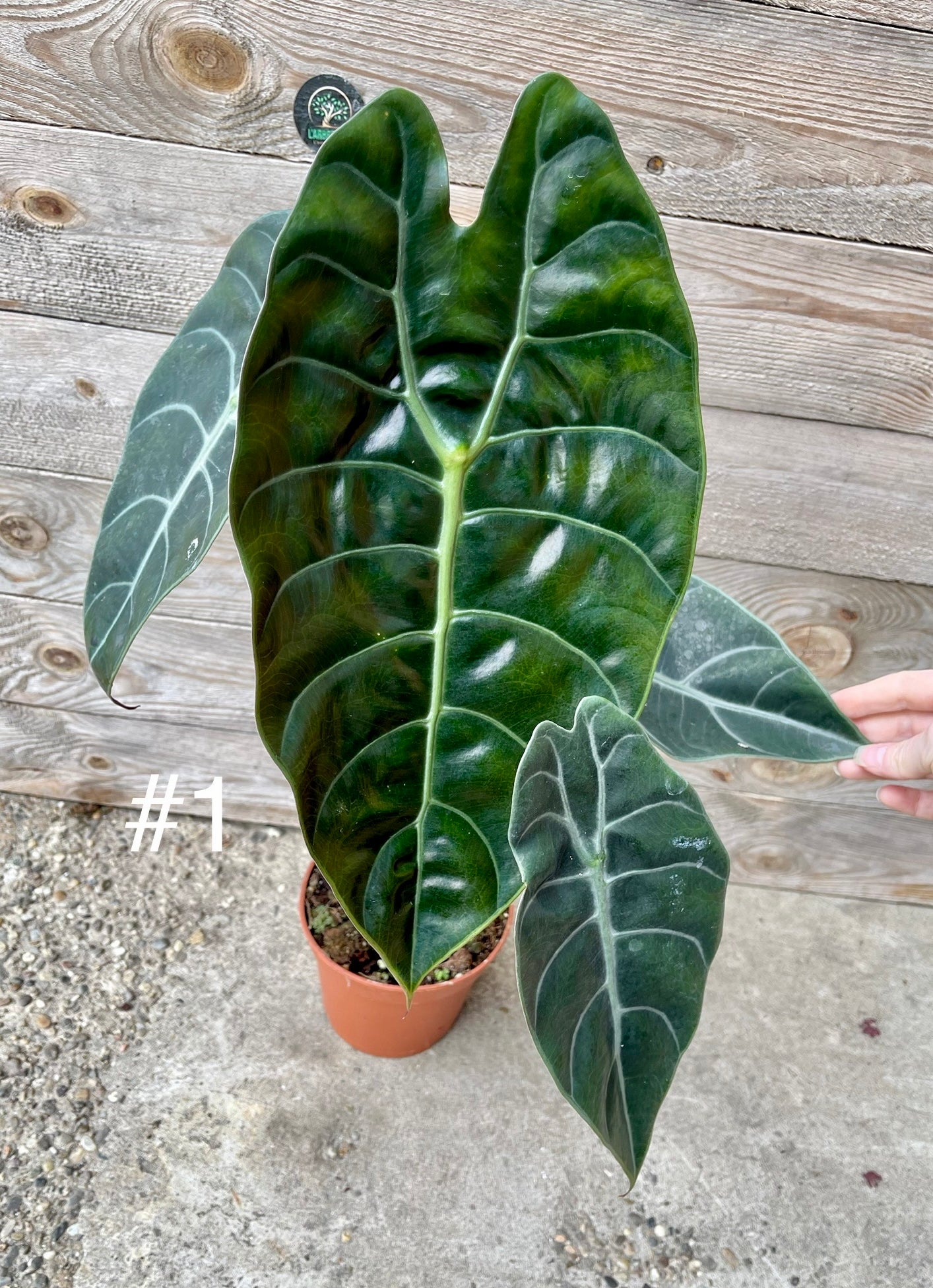 Alocasia sedenii