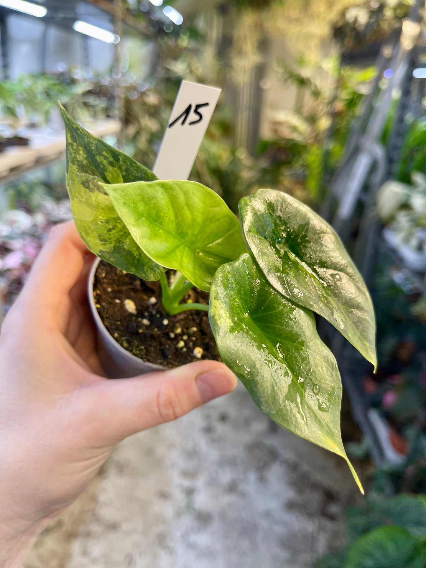 Alocasia sinuata variegata NEW