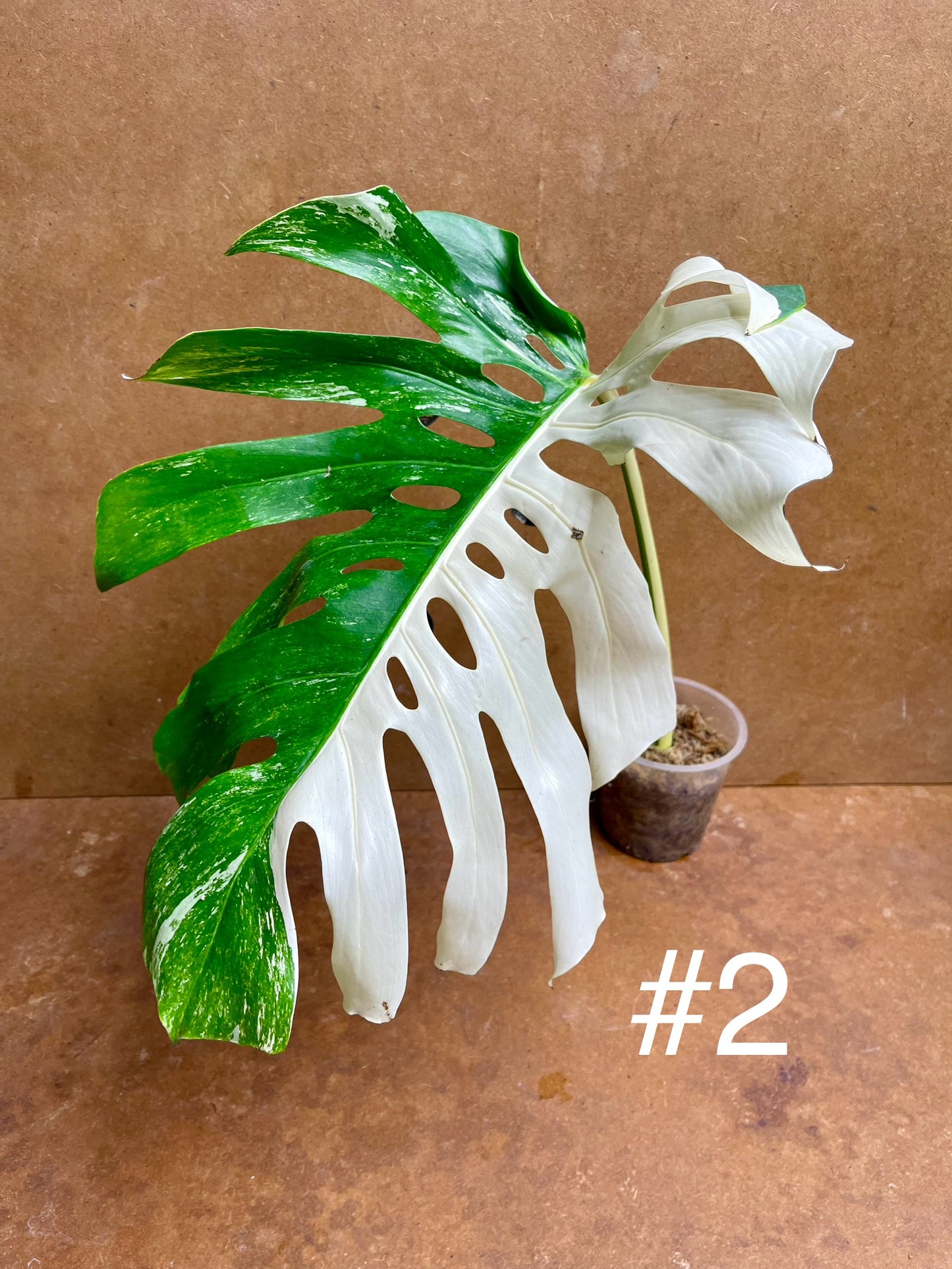 Monstera delisciosa variegata boutures  (VRAI DELICIOSA)