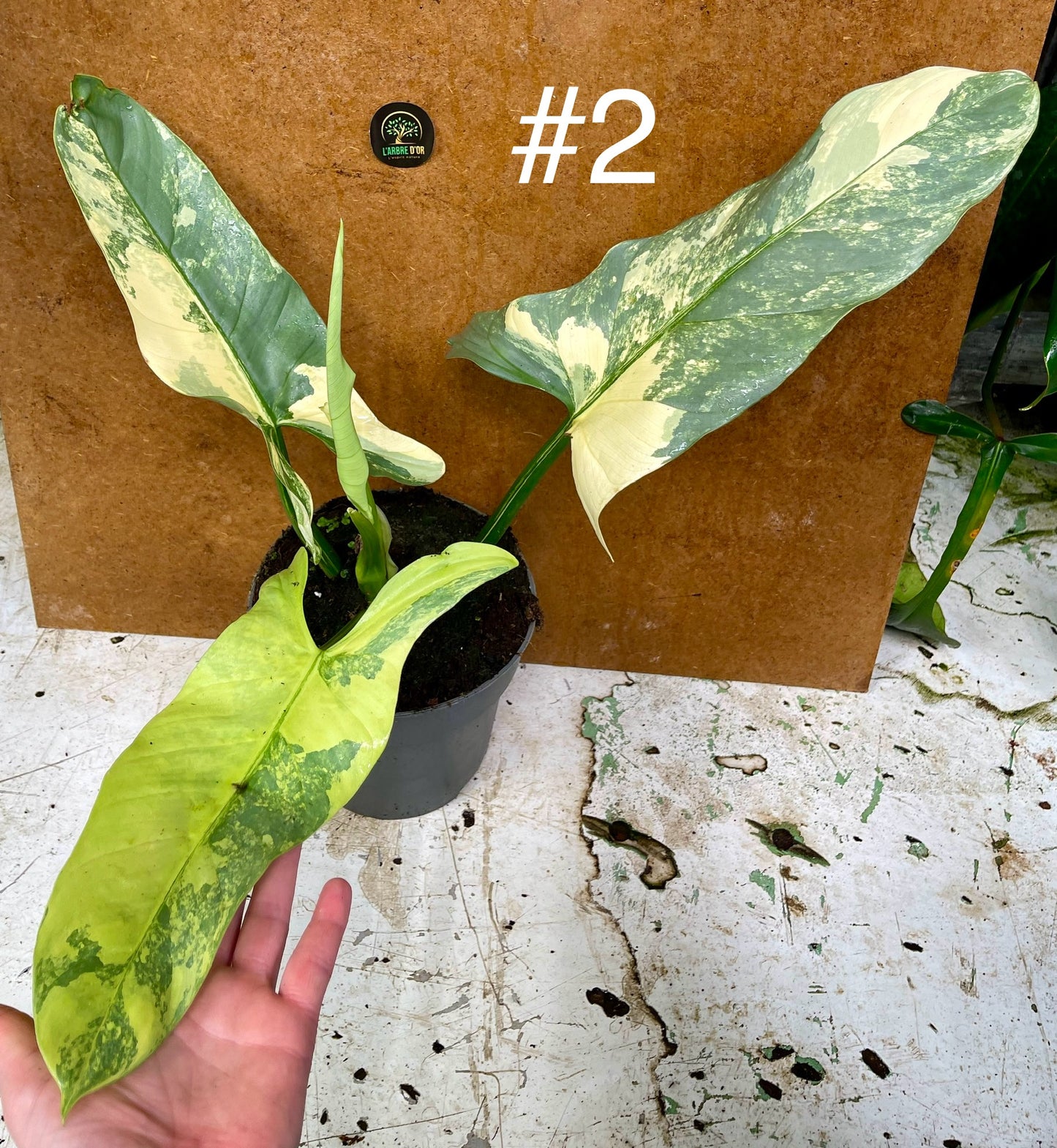 Philodendron hastatum variegata / silver sword variegata L