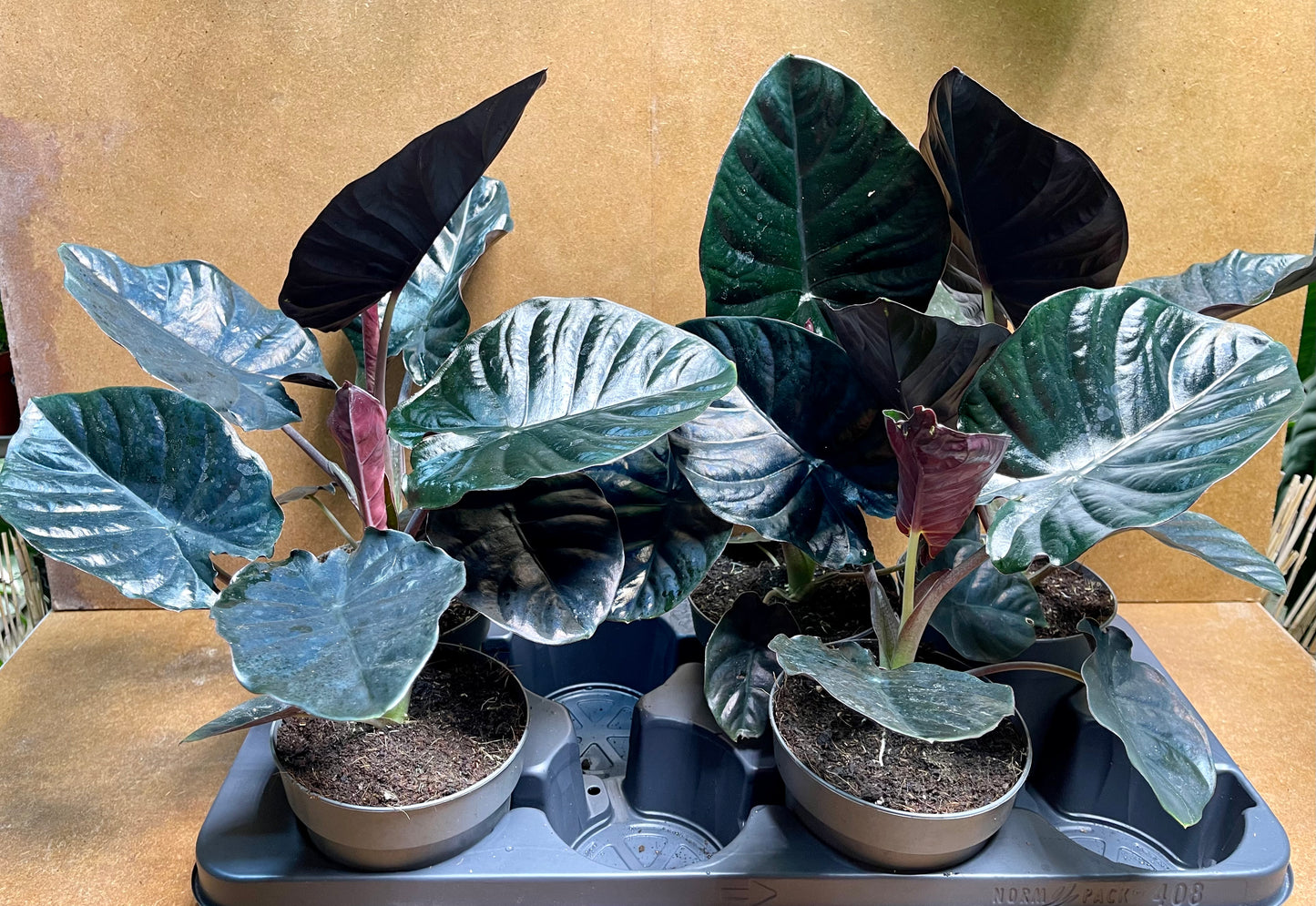 Alocasia Infernalis Black Magic
