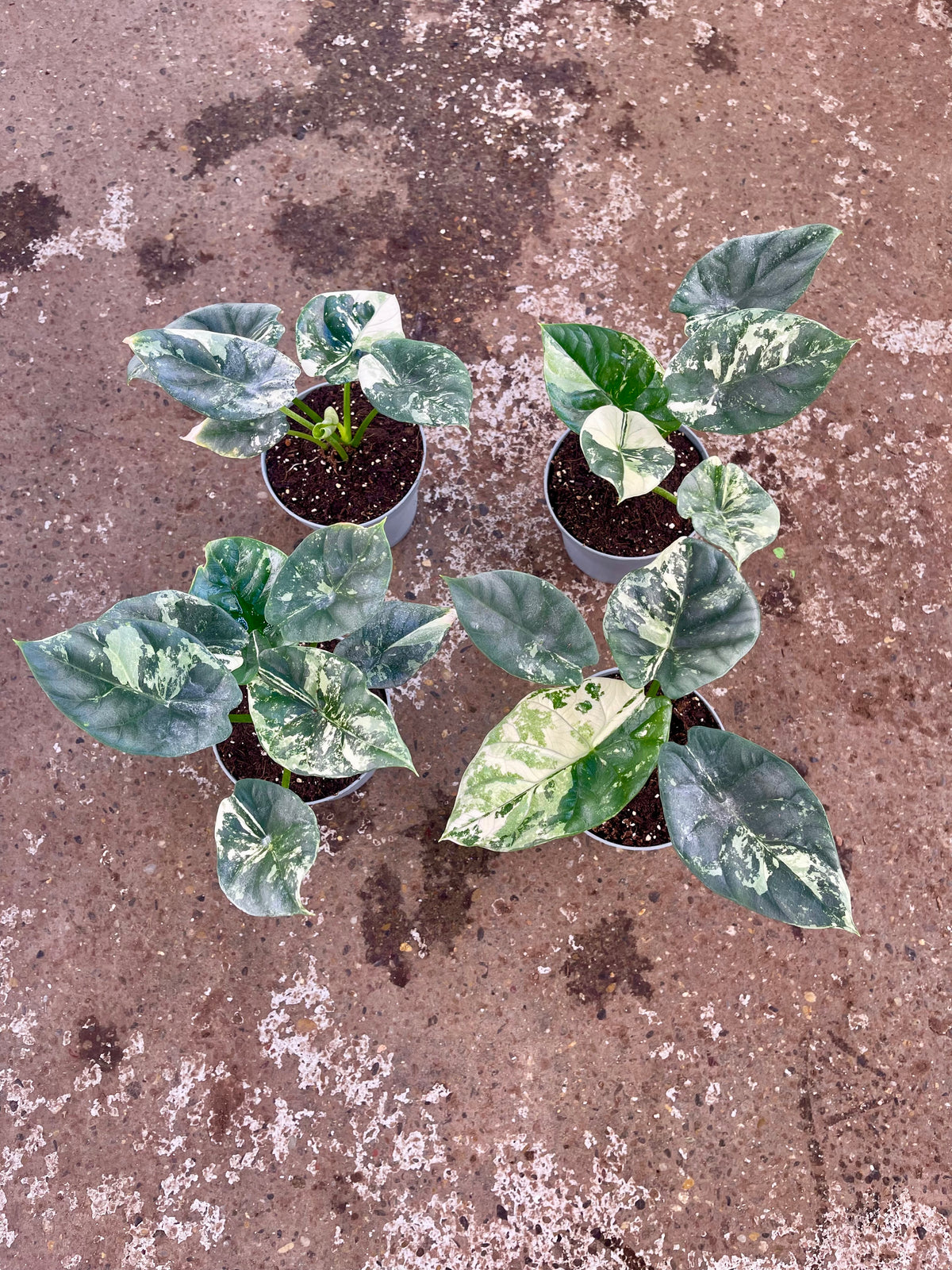 ALOCASIA SINUATA ALBO NEW