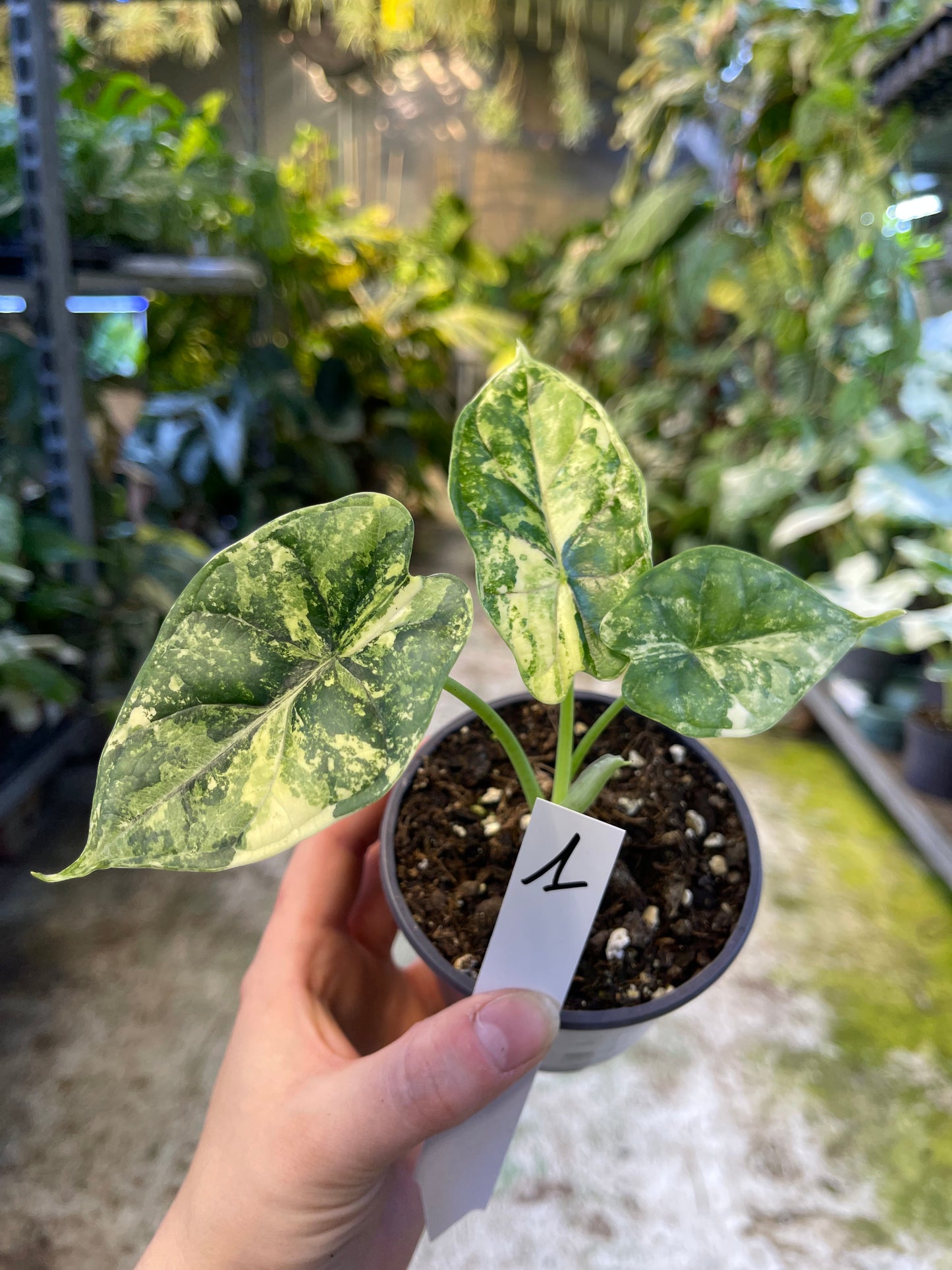 Alocasia dragon scale variegata