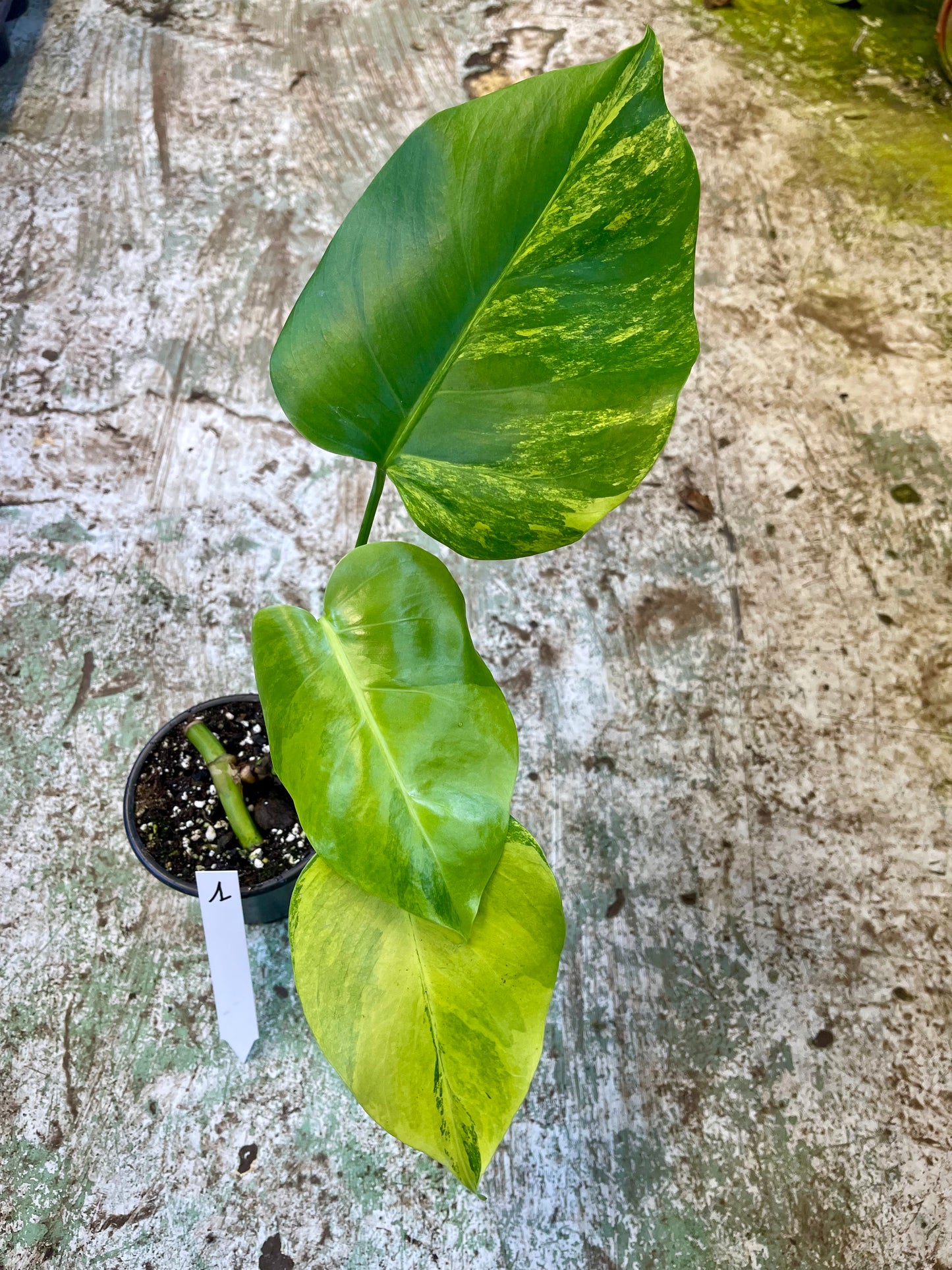 Monstera Aurea small form