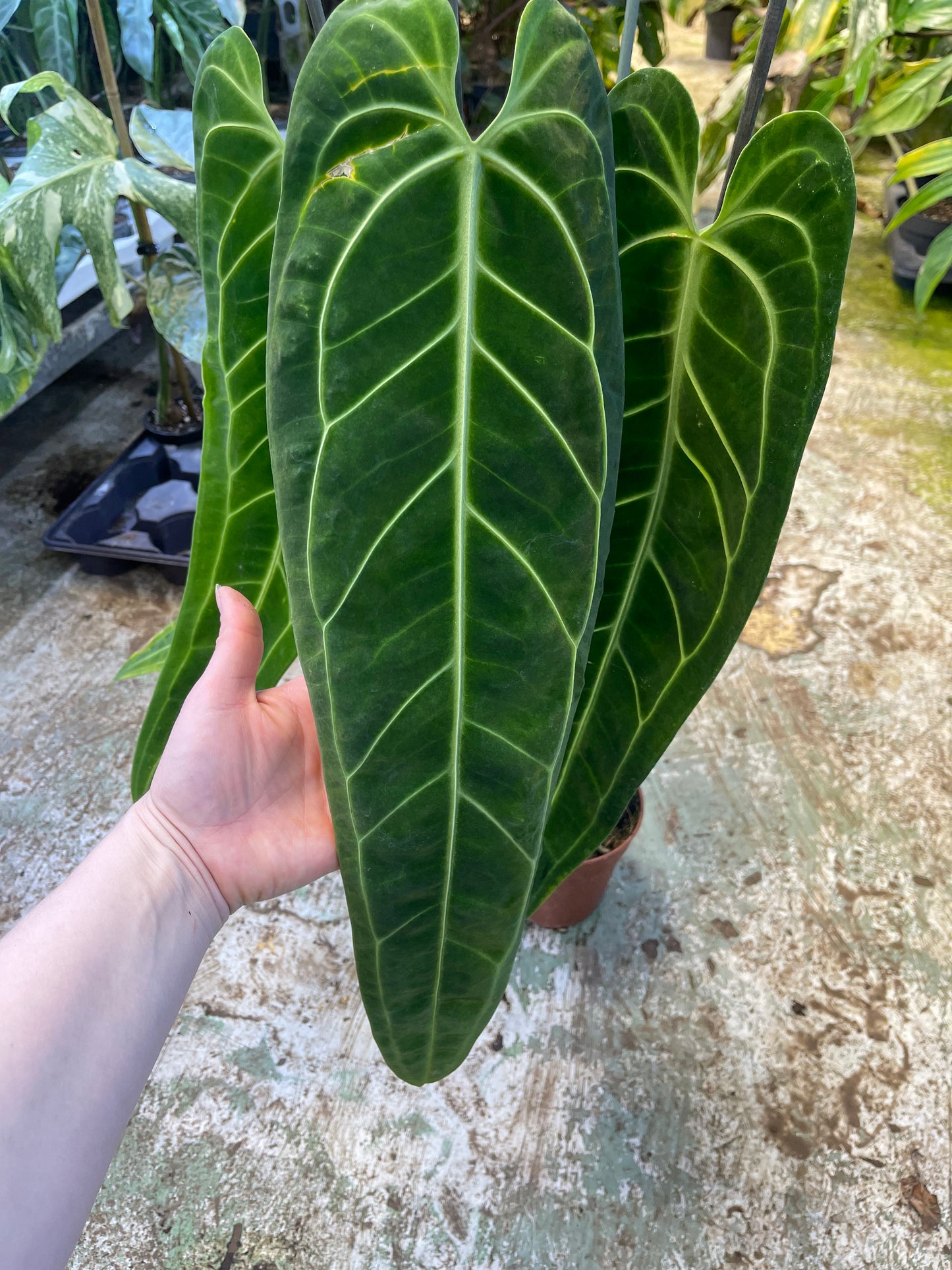 Anthurium warocqueanum L