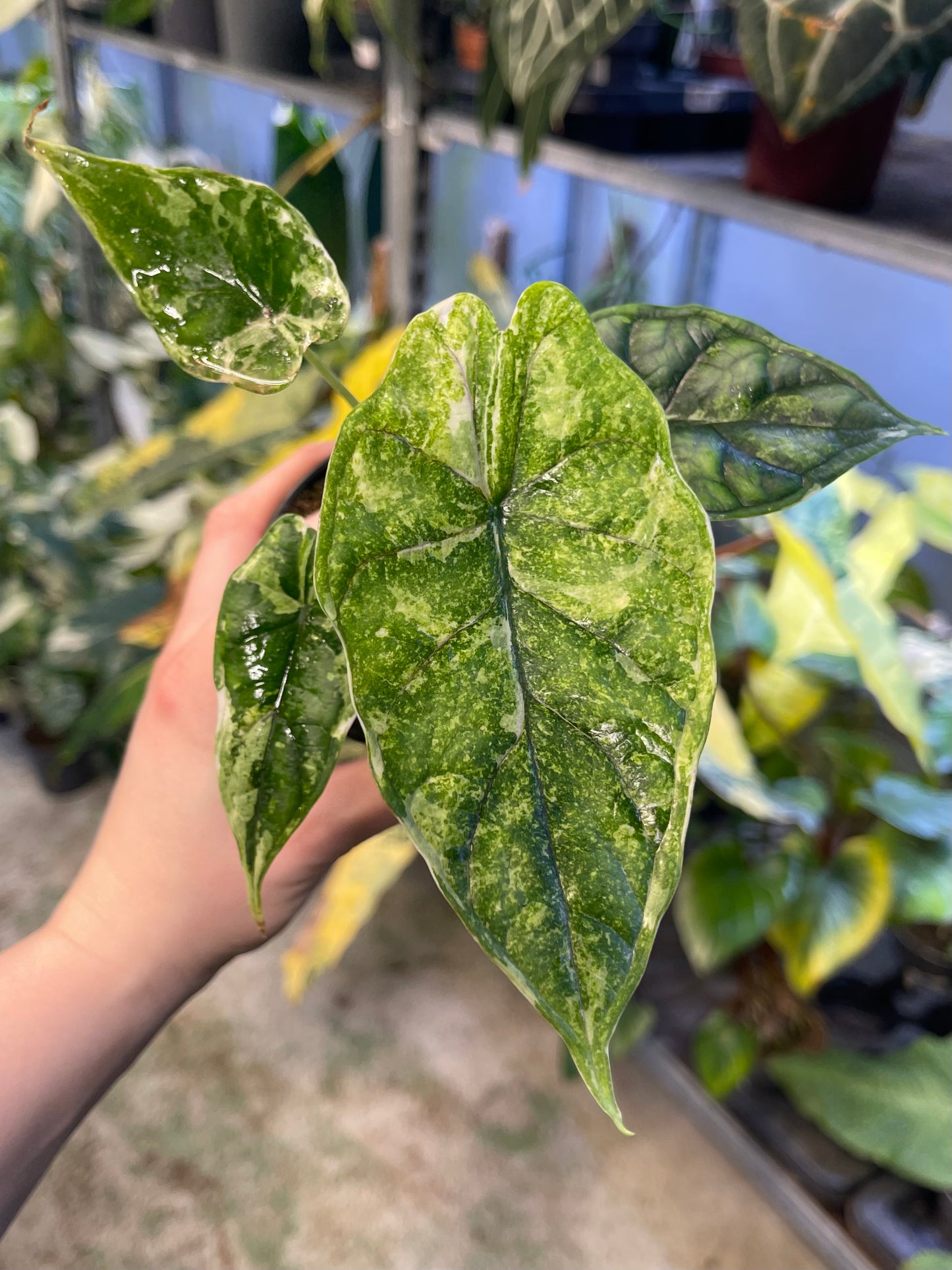 Alocasia dragon scale splash variegata