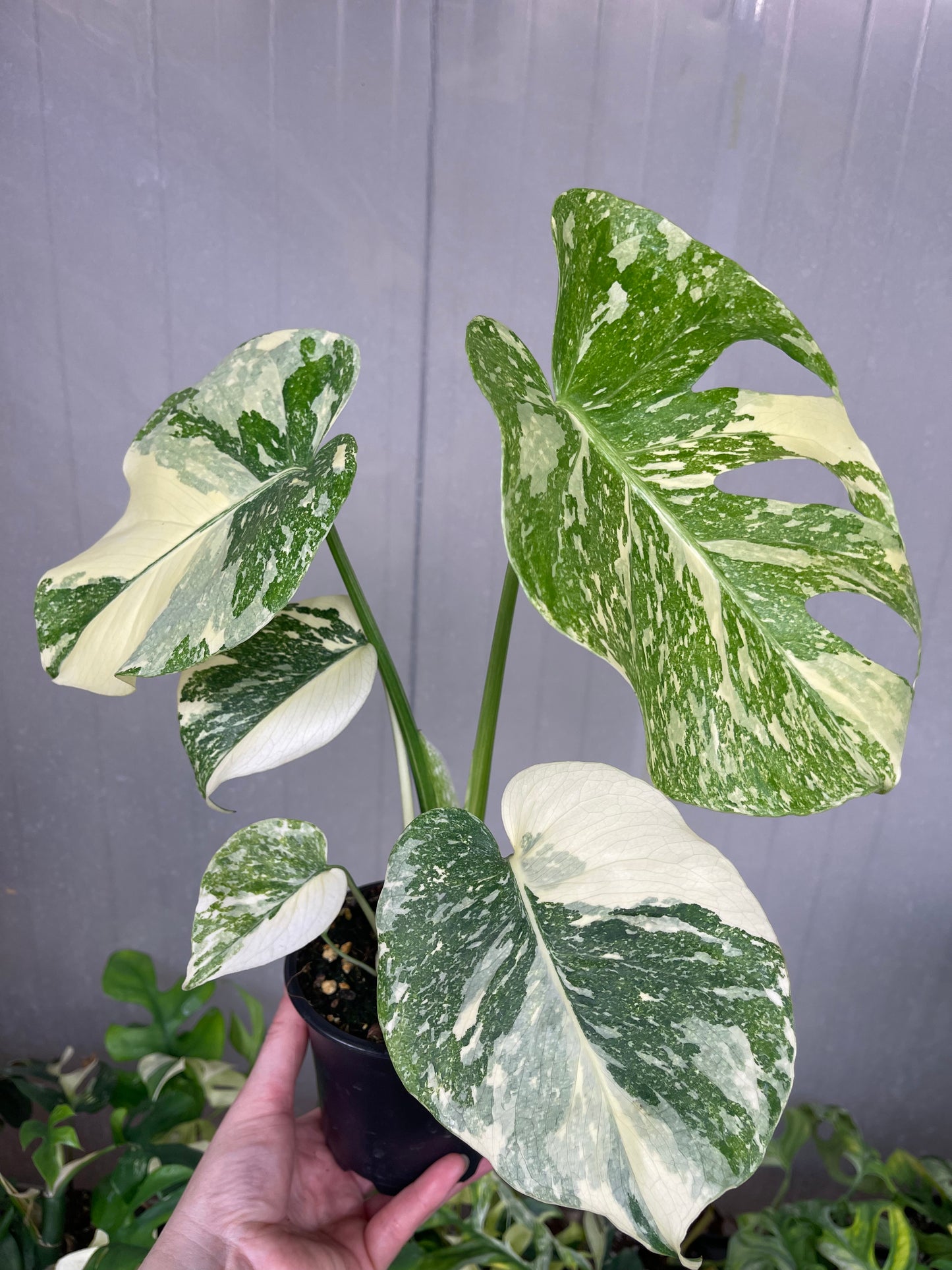 MONSTERA THAI MUTATION NOID