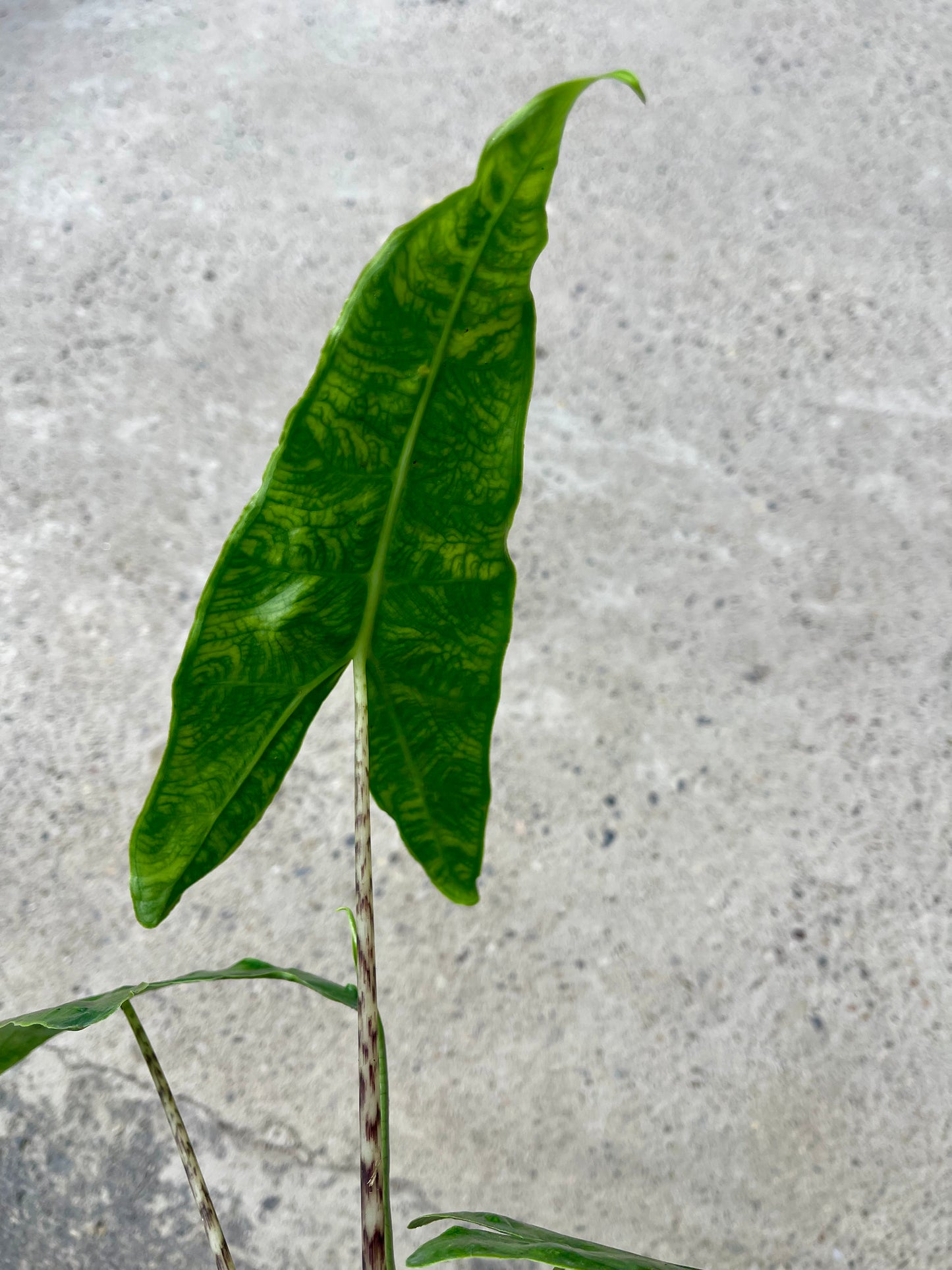 Alocasia zebrina reticulata
