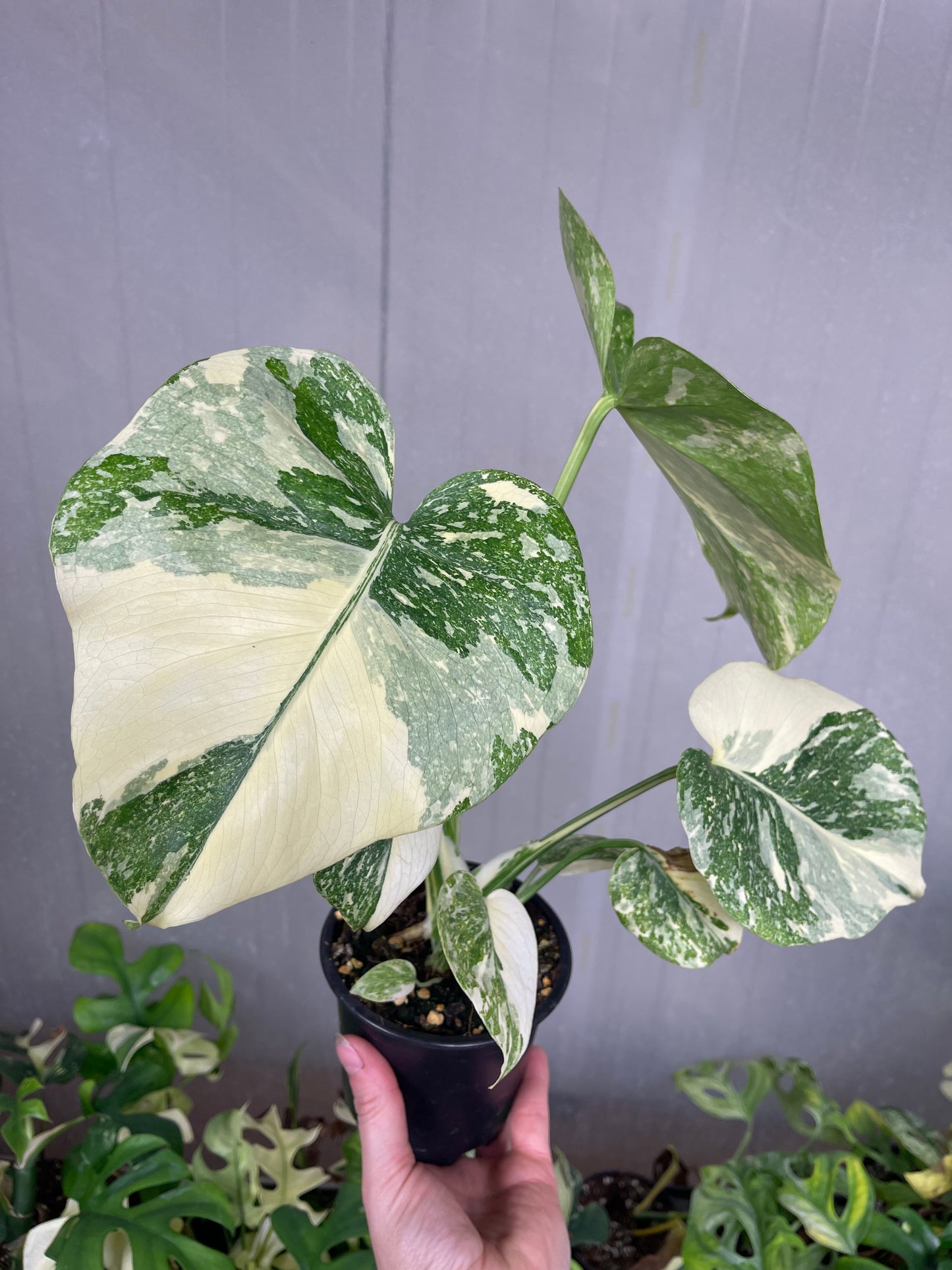 MONSTERA THAI MUTATION NOID