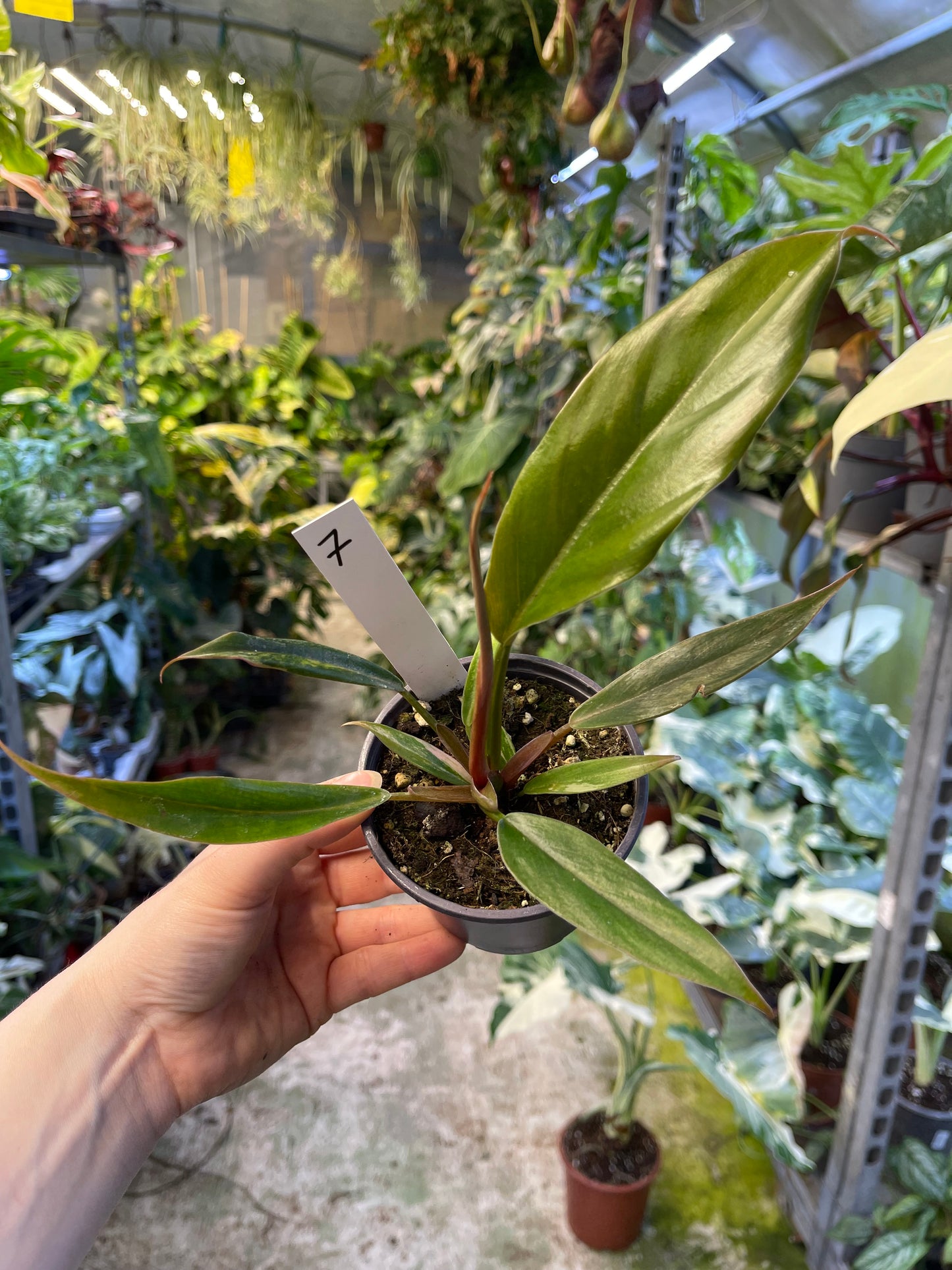 Philodendron caramel marble légère var M
