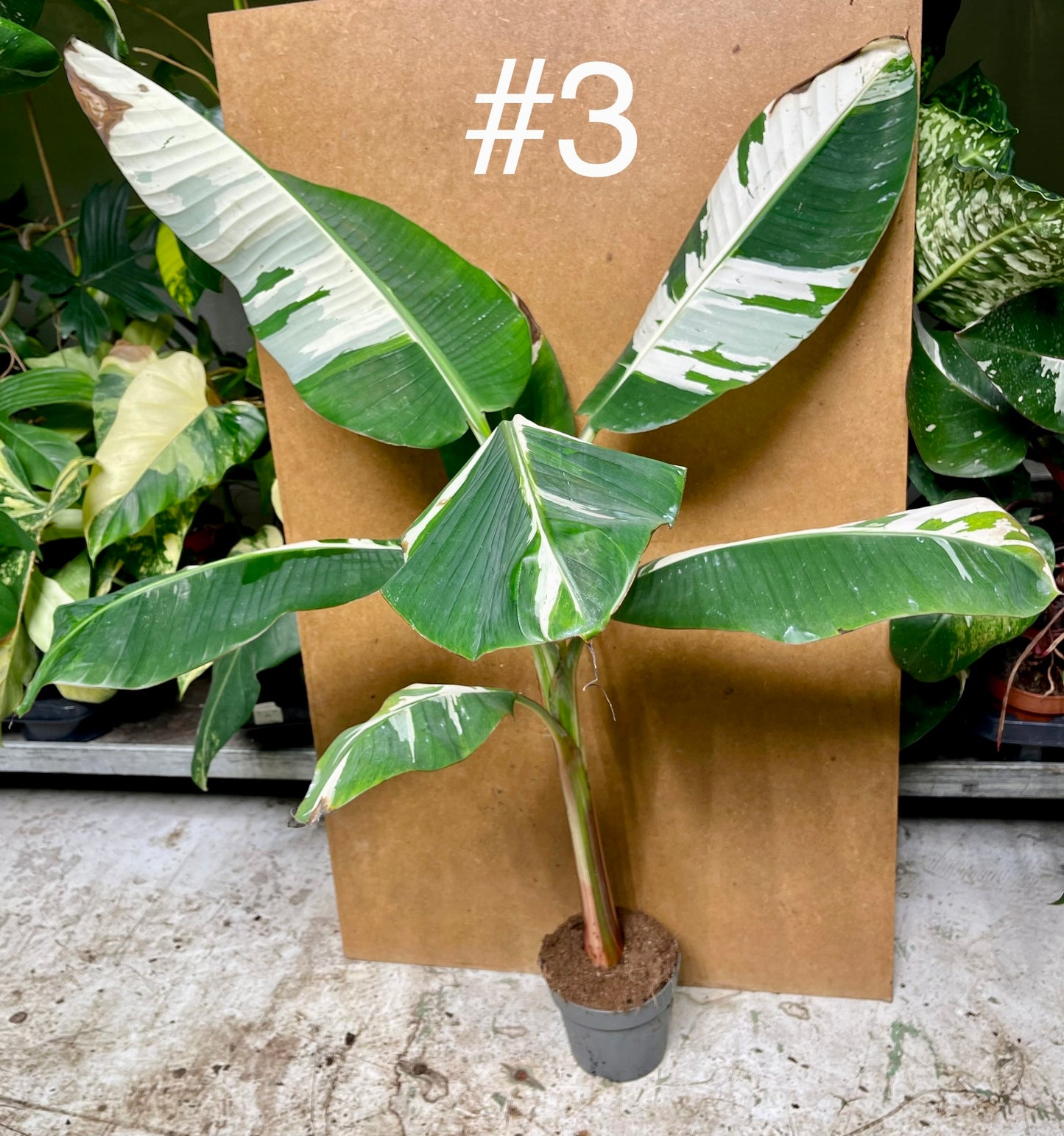 Musa florida aeae variegata XL