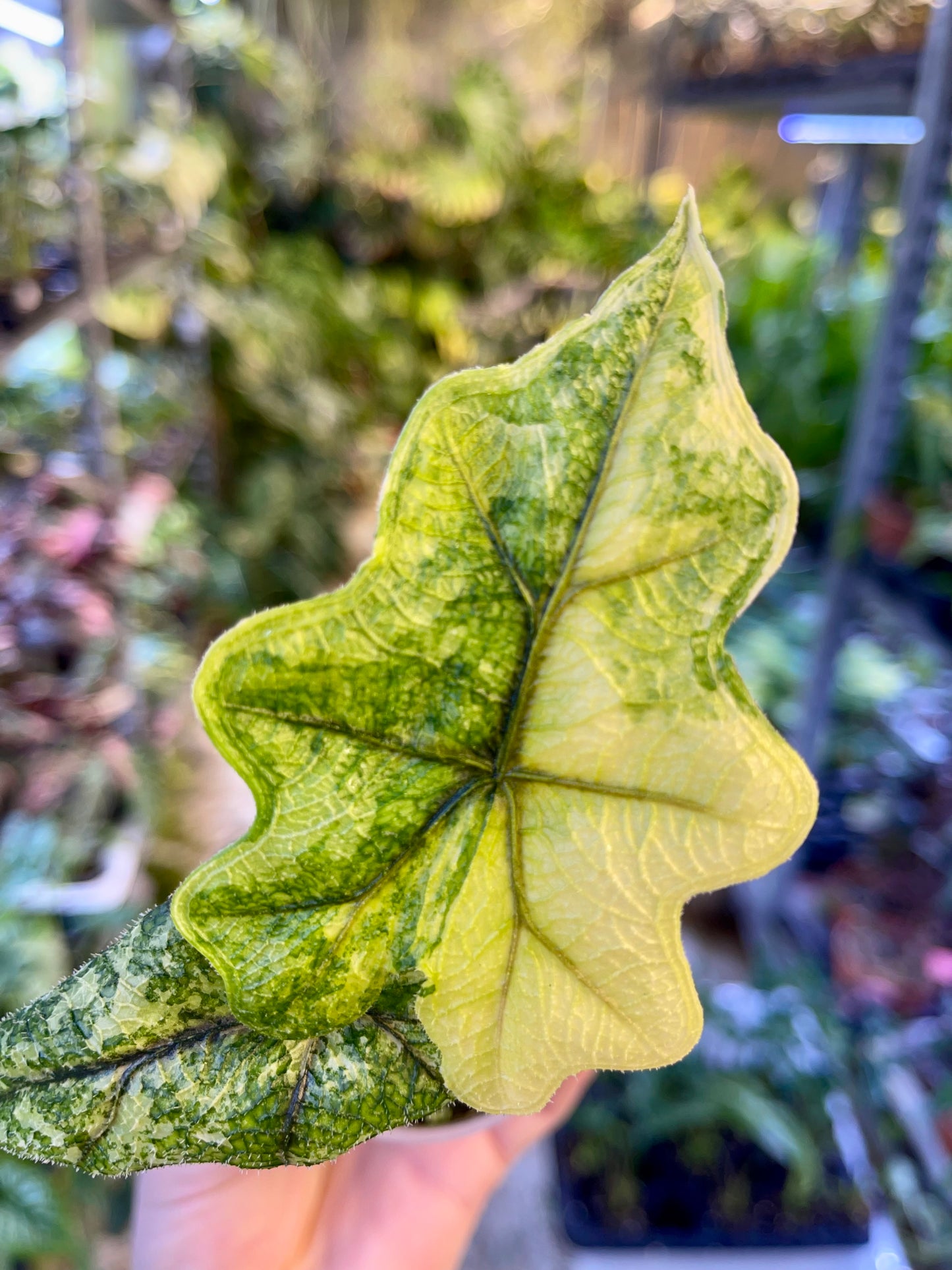 Alocasia jacklyn variegata