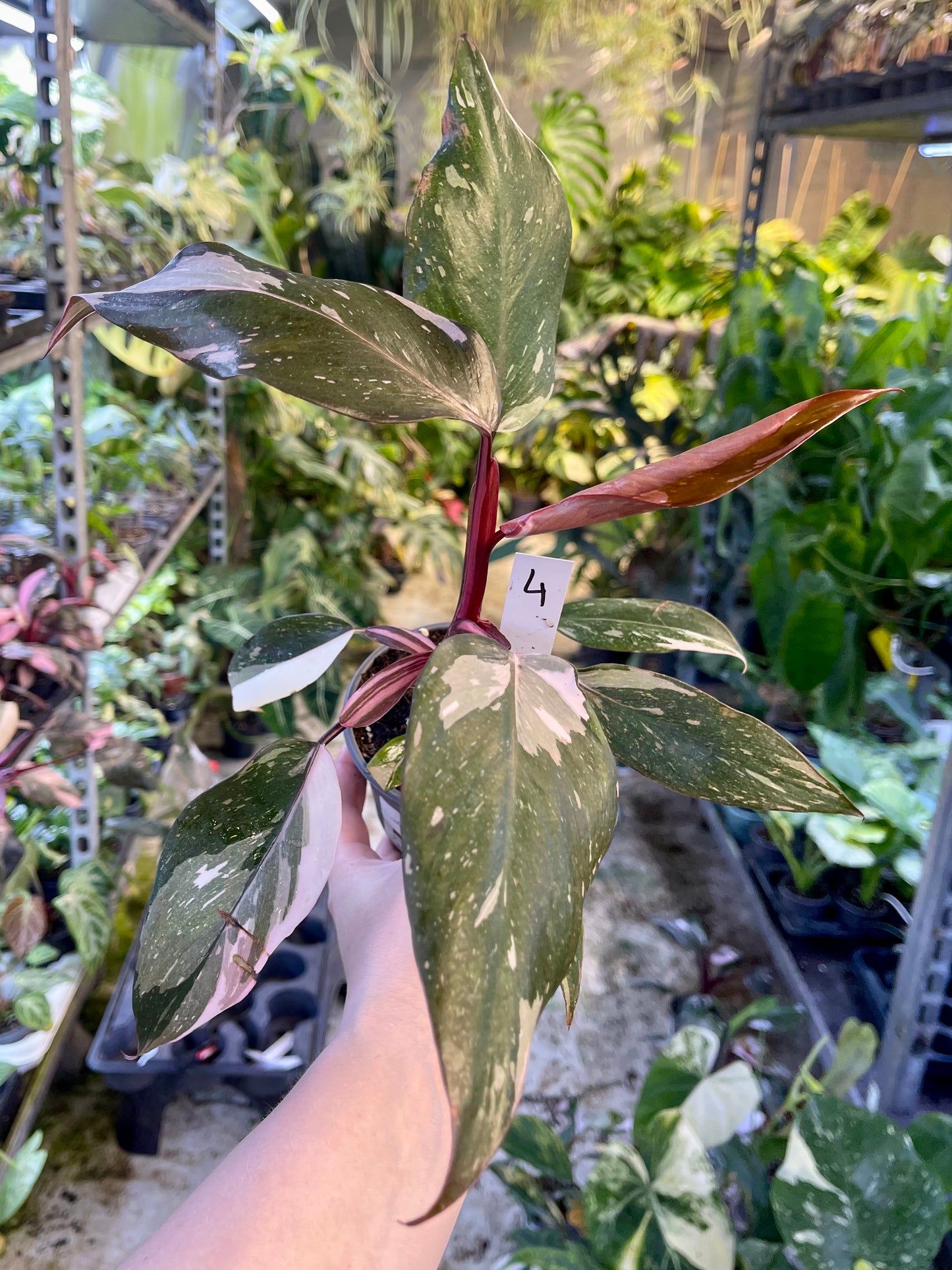 Philodendron red anderson M NEW