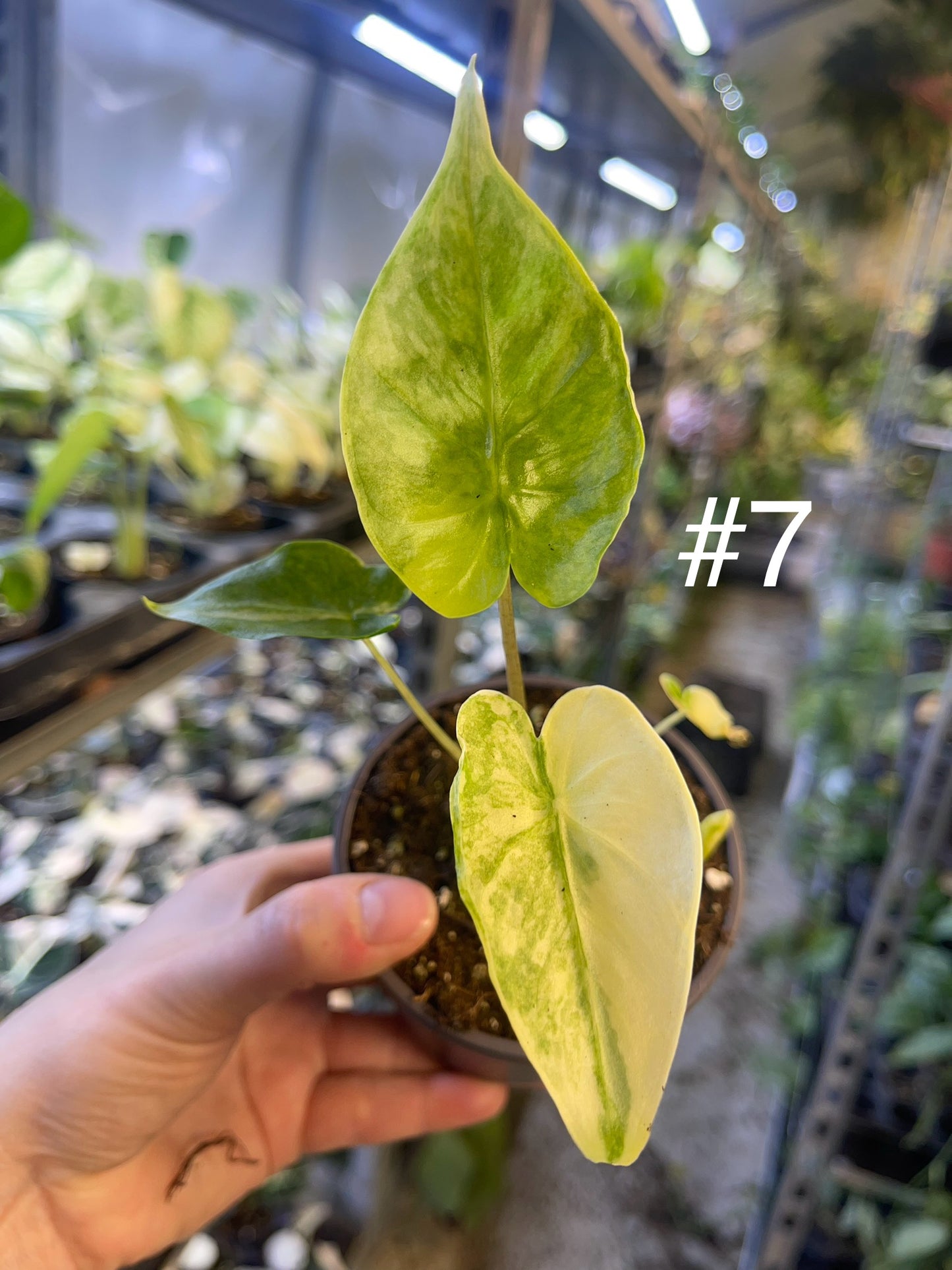 Alocasia shock treatment variegata M NEW