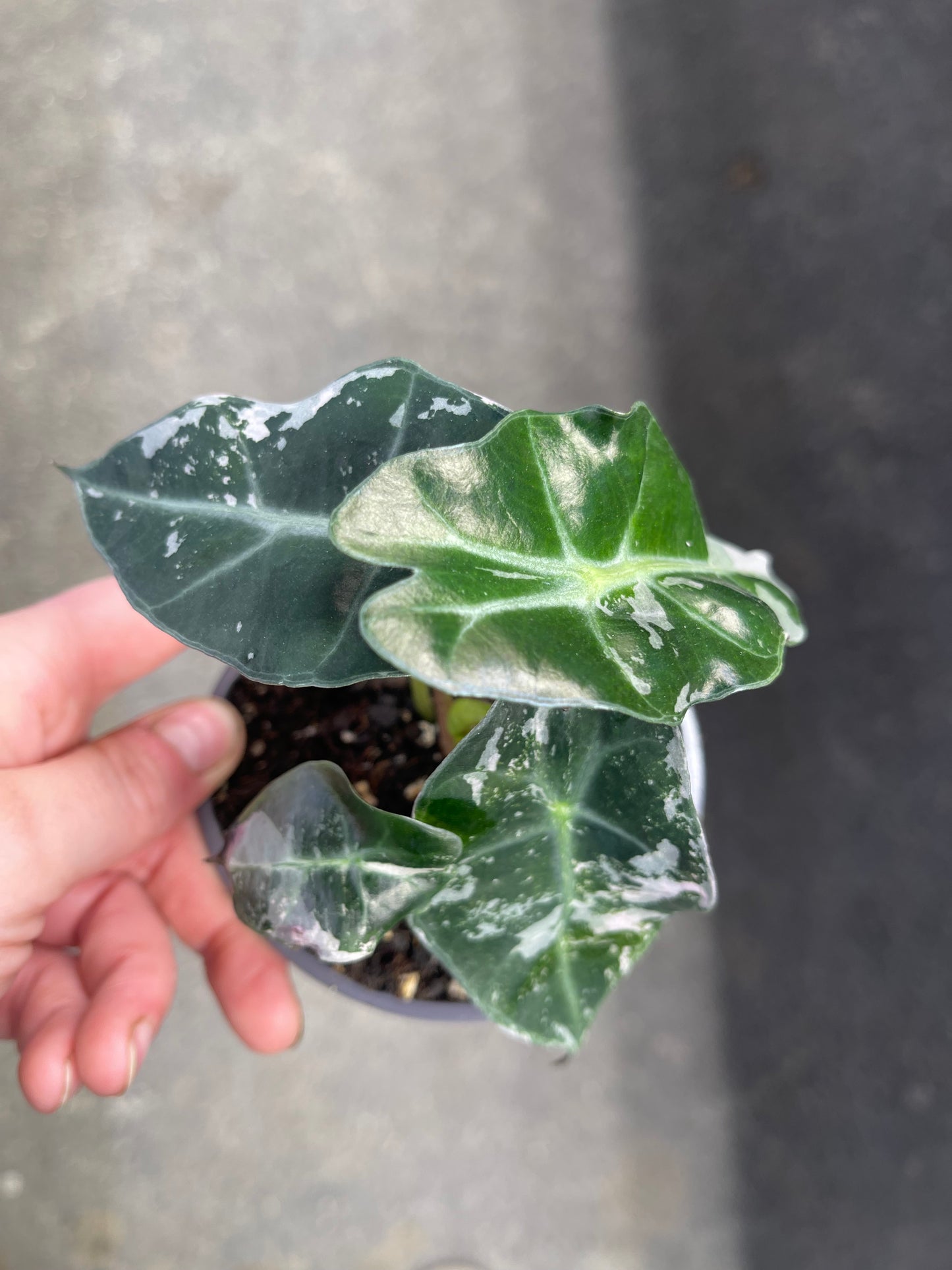 ALOCASIA AMAZONICA POLLY PINK M NEW