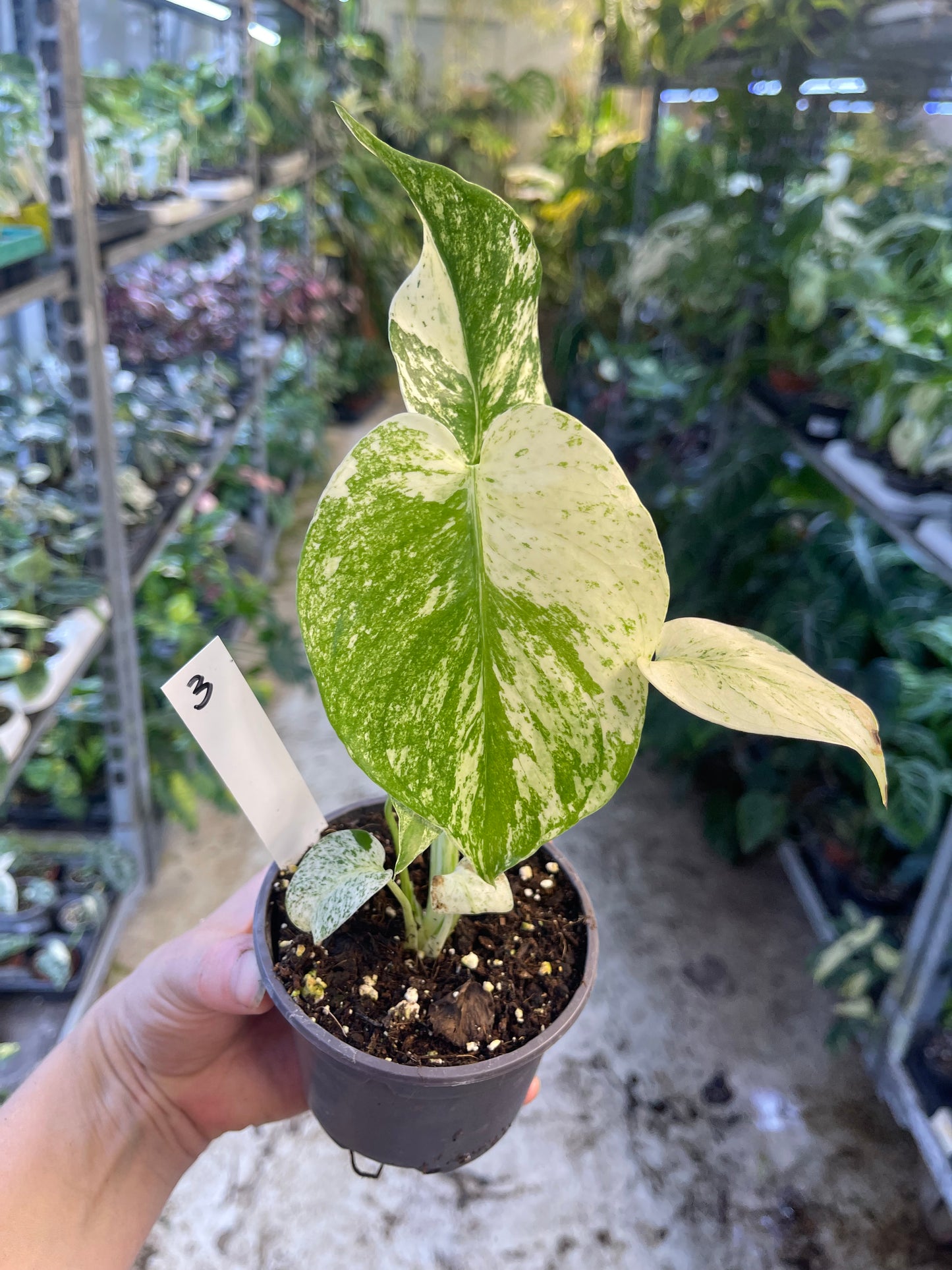 MONSTERA WHITE MONSTER M NEW