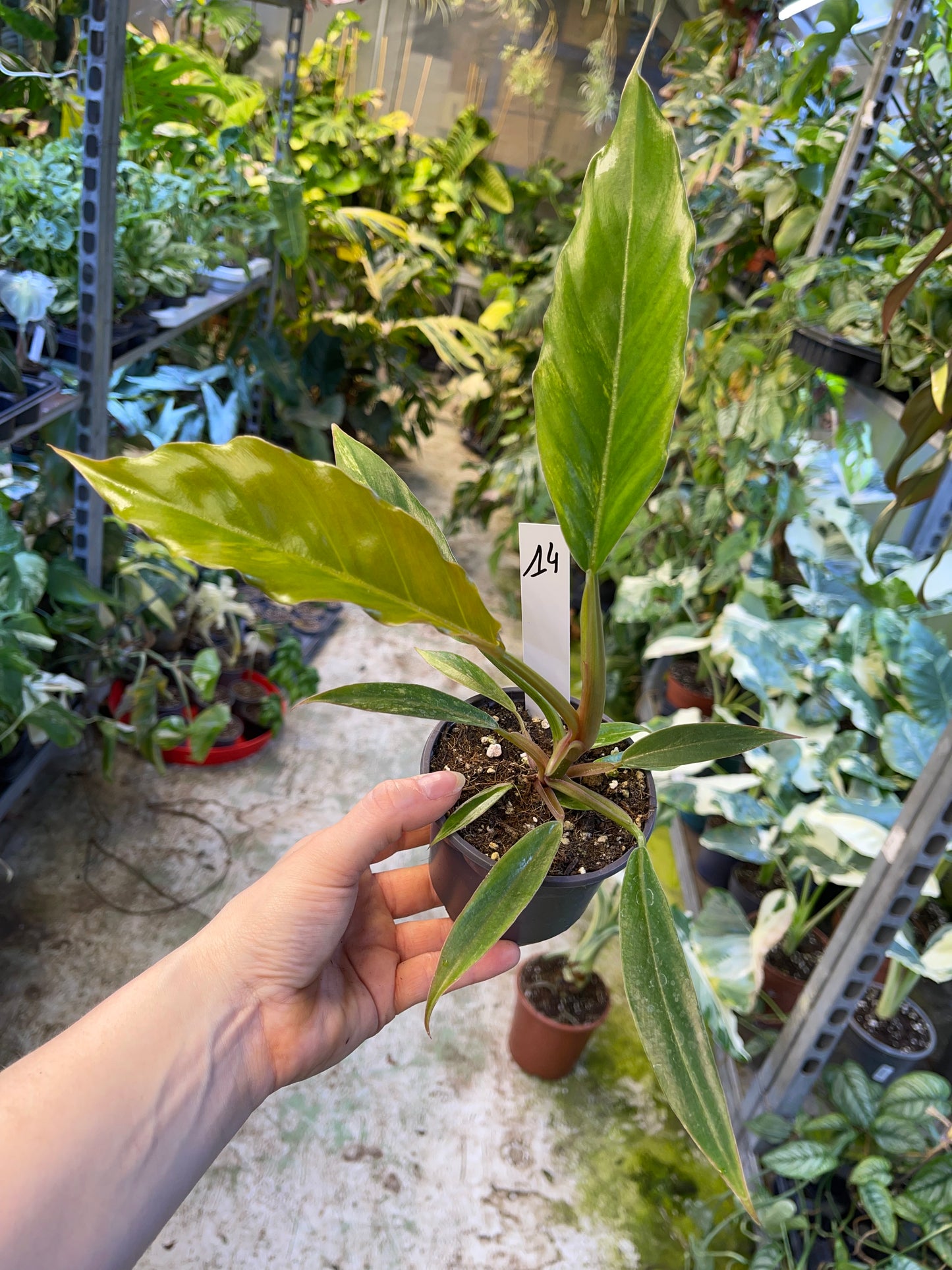 Philodendron caramel marble légère var M