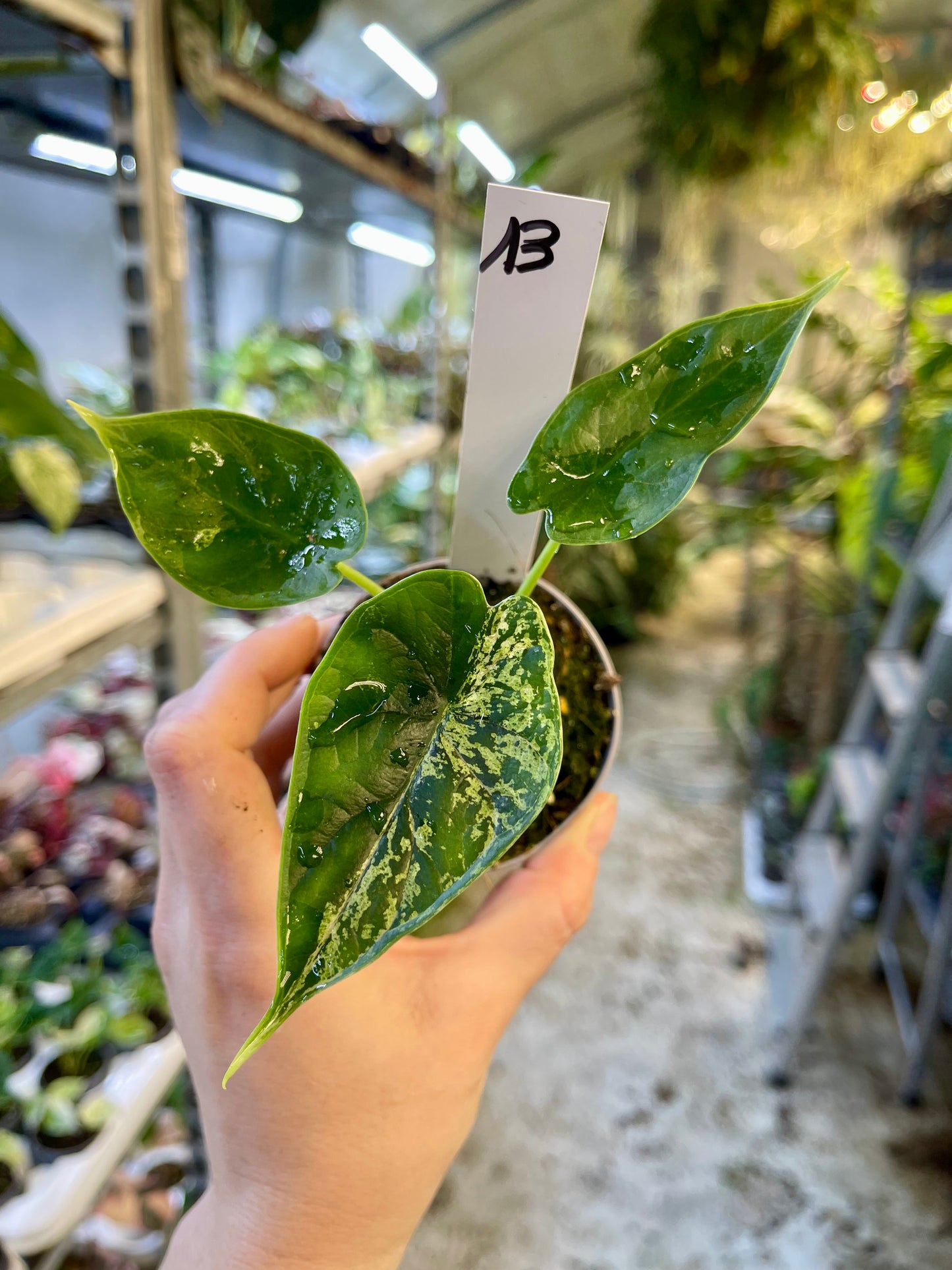 Alocasia dragon scale mint variegata NEW