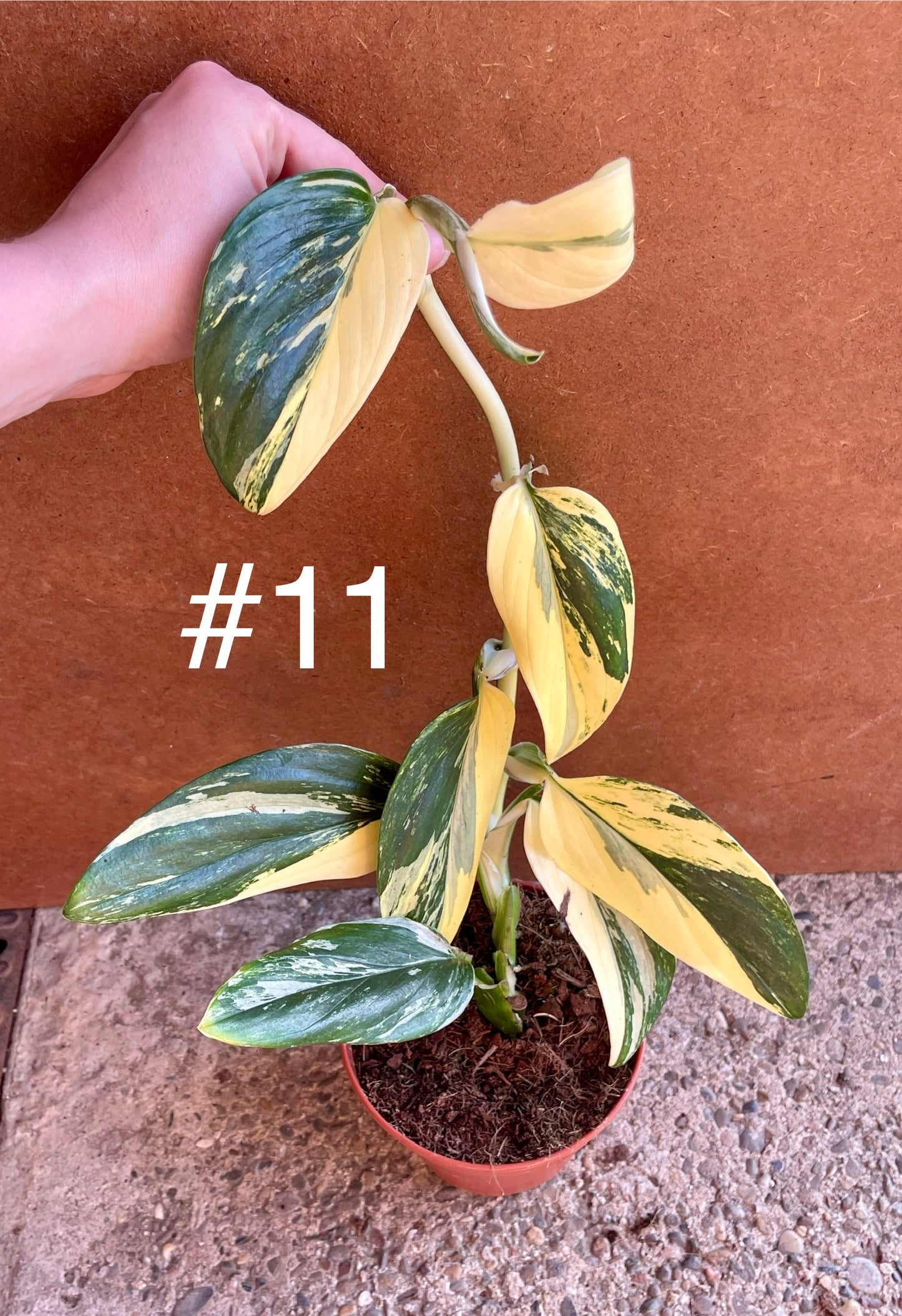 Monstera standleyana variegata