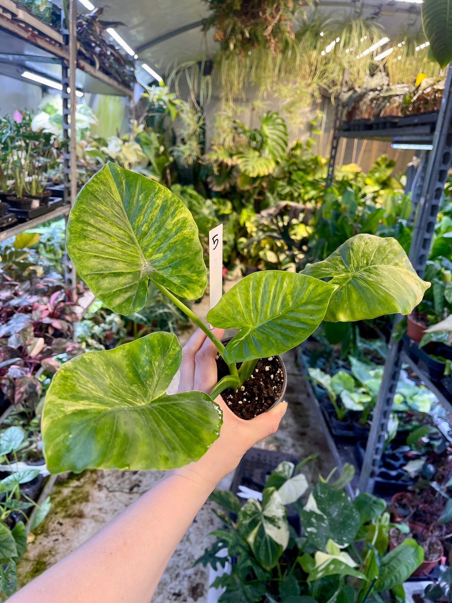 Alocasia gageana aurea variegata