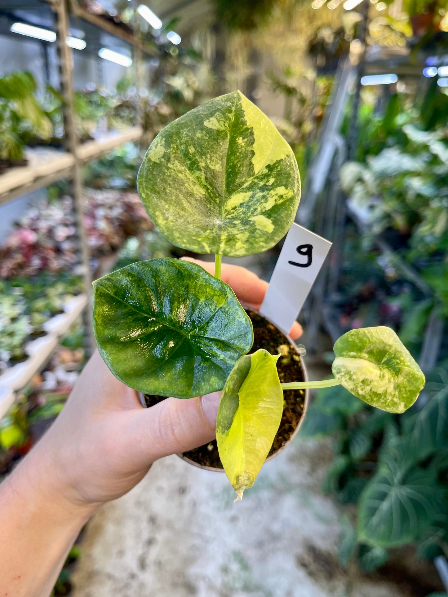 Alocasia sinuata variegata NEW