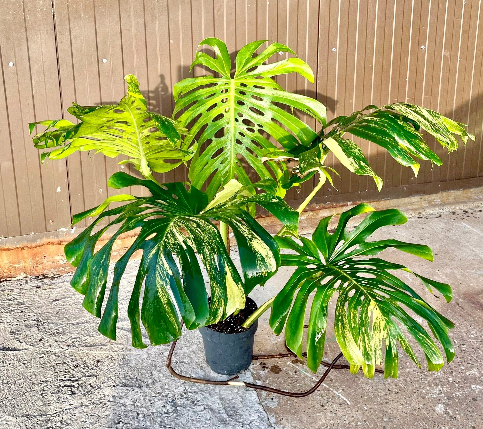 monstera deliciosa aurea variegata Monstera deliciosa aurea variegata XXL – L'arbre D'or 67