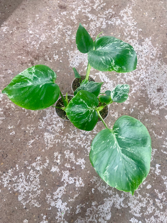 MONSTERA BULBASAUR NEW