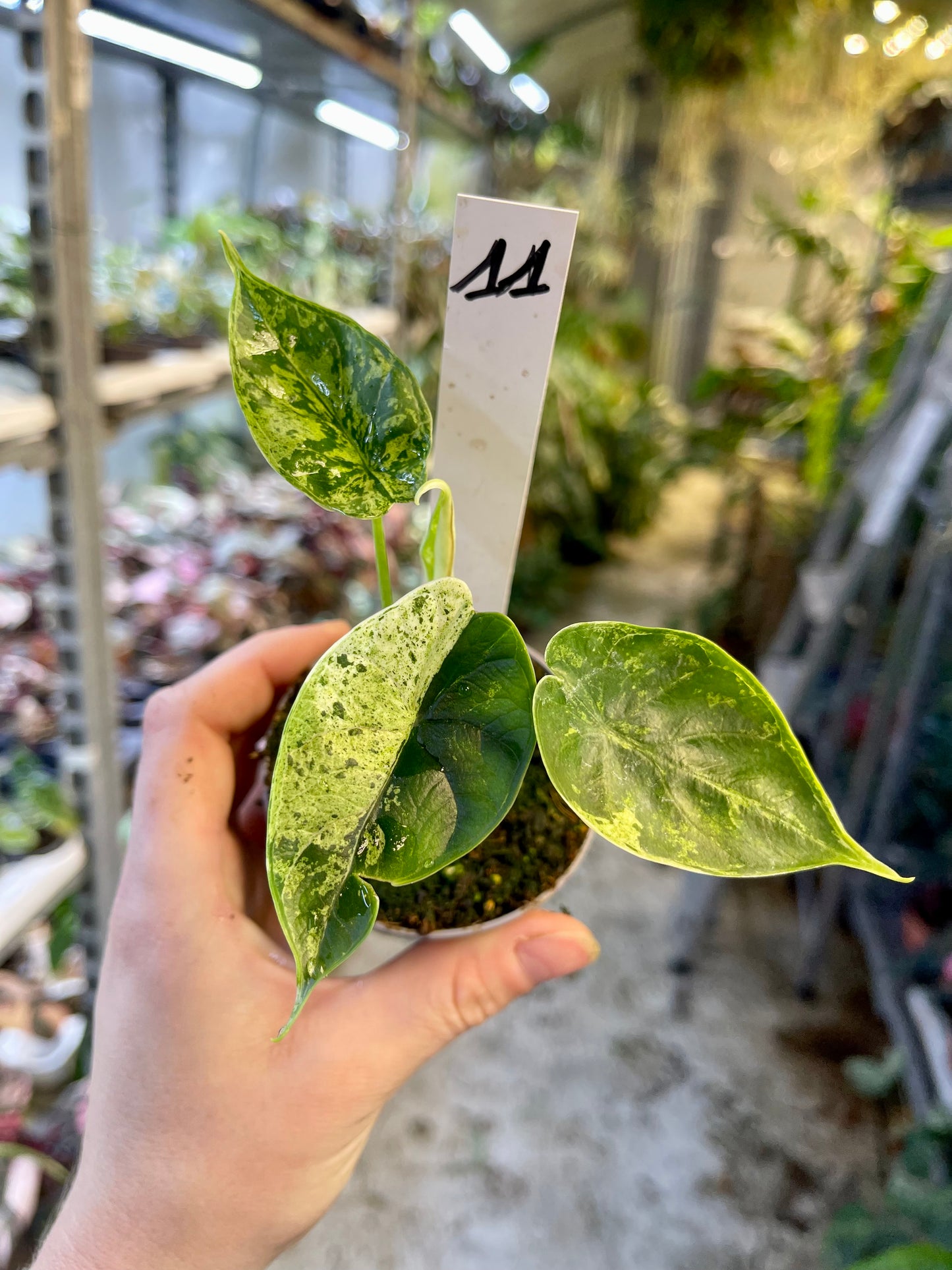 Alocasia dragon scale mint variegata NEW