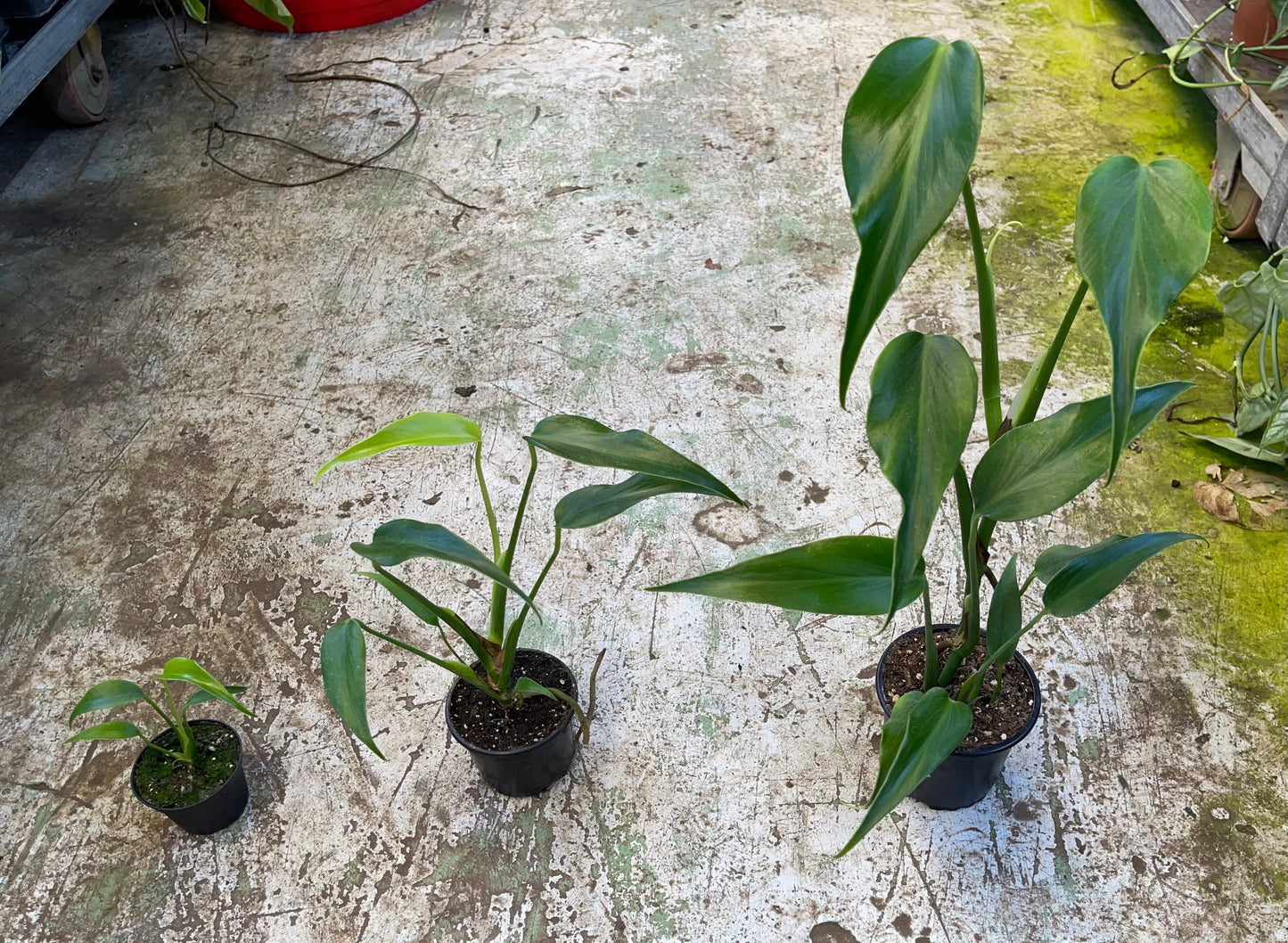 Monstera dilacerata burle marx flame L