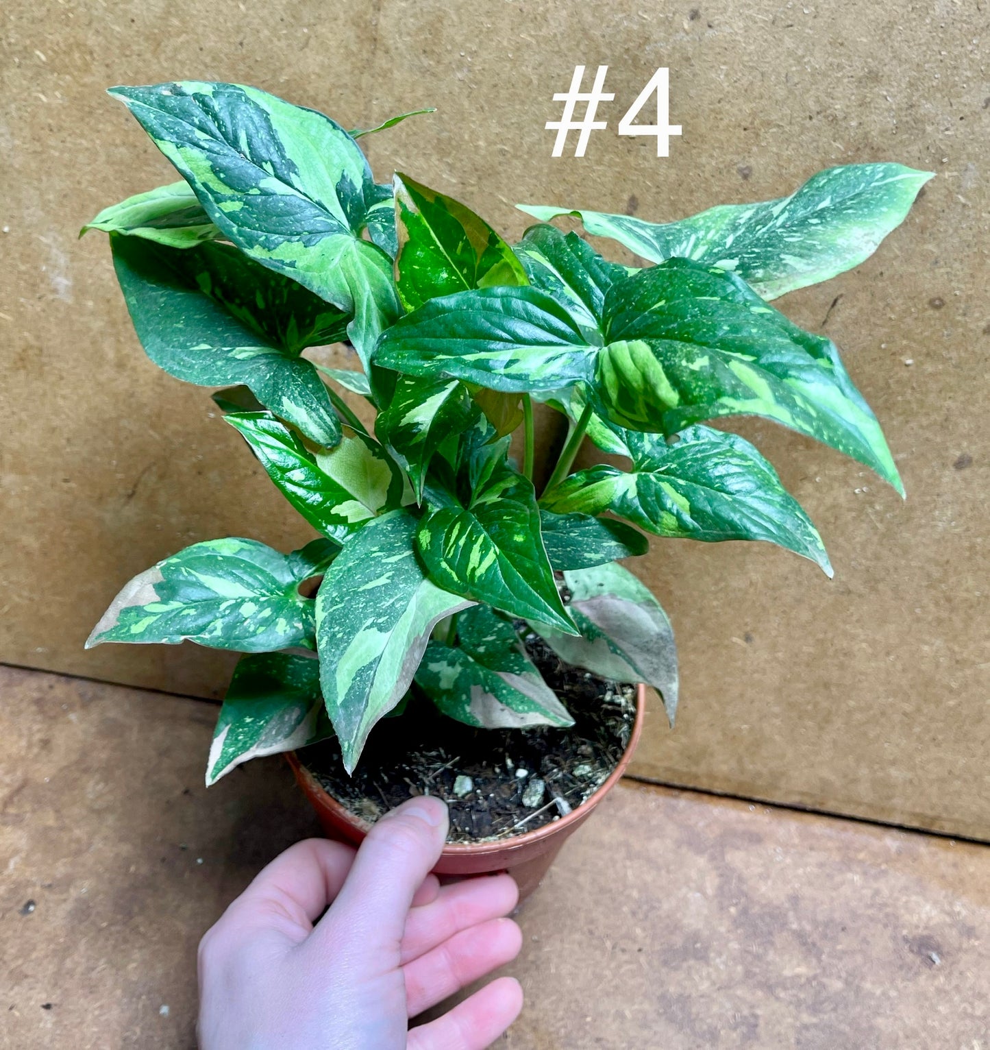Syngonium red spot tricolor