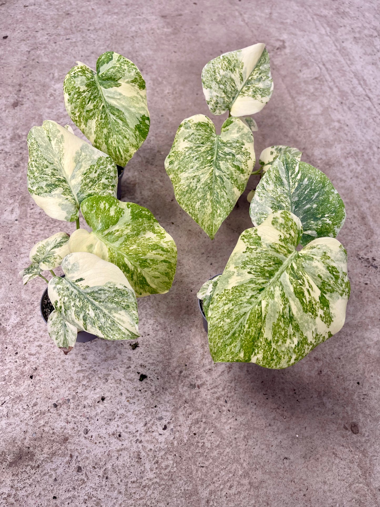 MONSTERA LEGACY S NEW