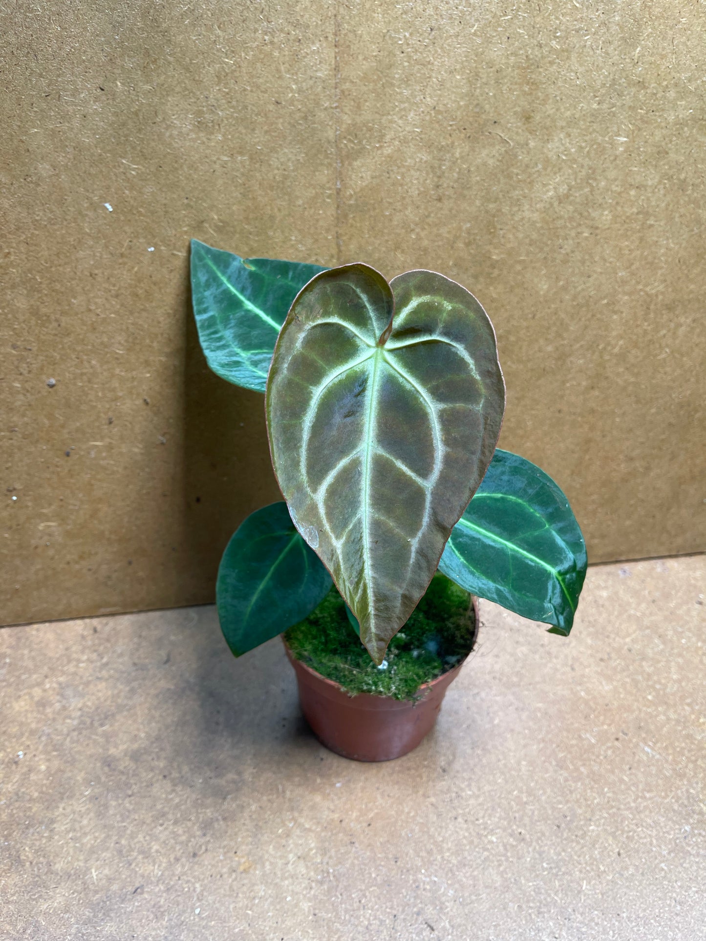 Anthurium regale x magnificum