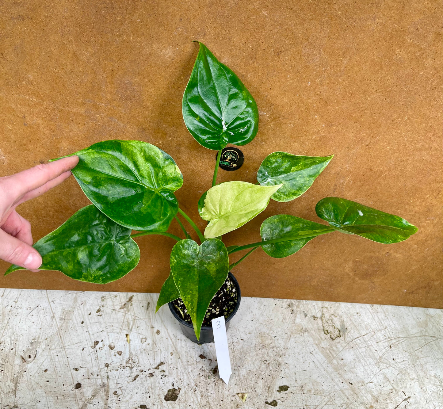 Alocasia cucullata variegata
