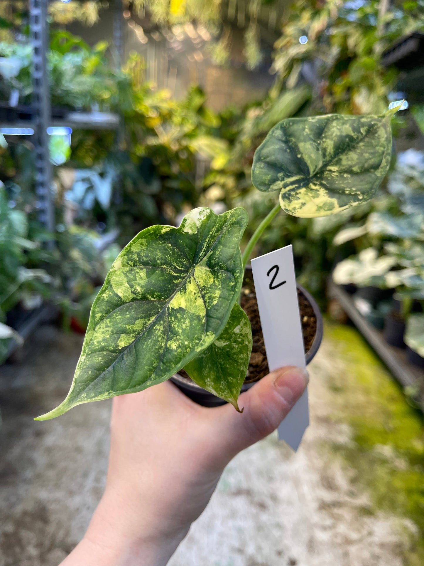Alocasia dragon scale variegata