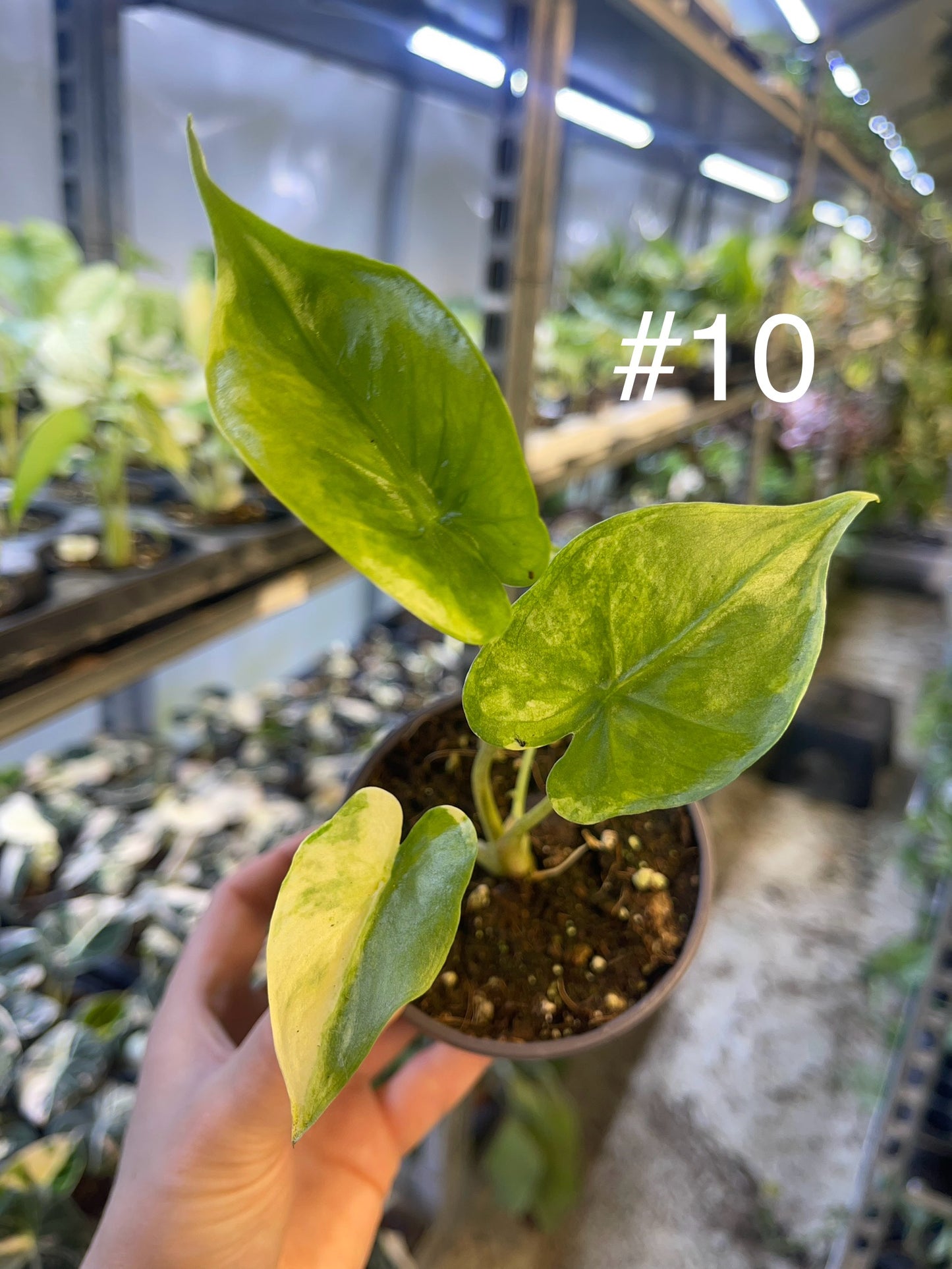 Alocasia shock treatment variegata M NEW