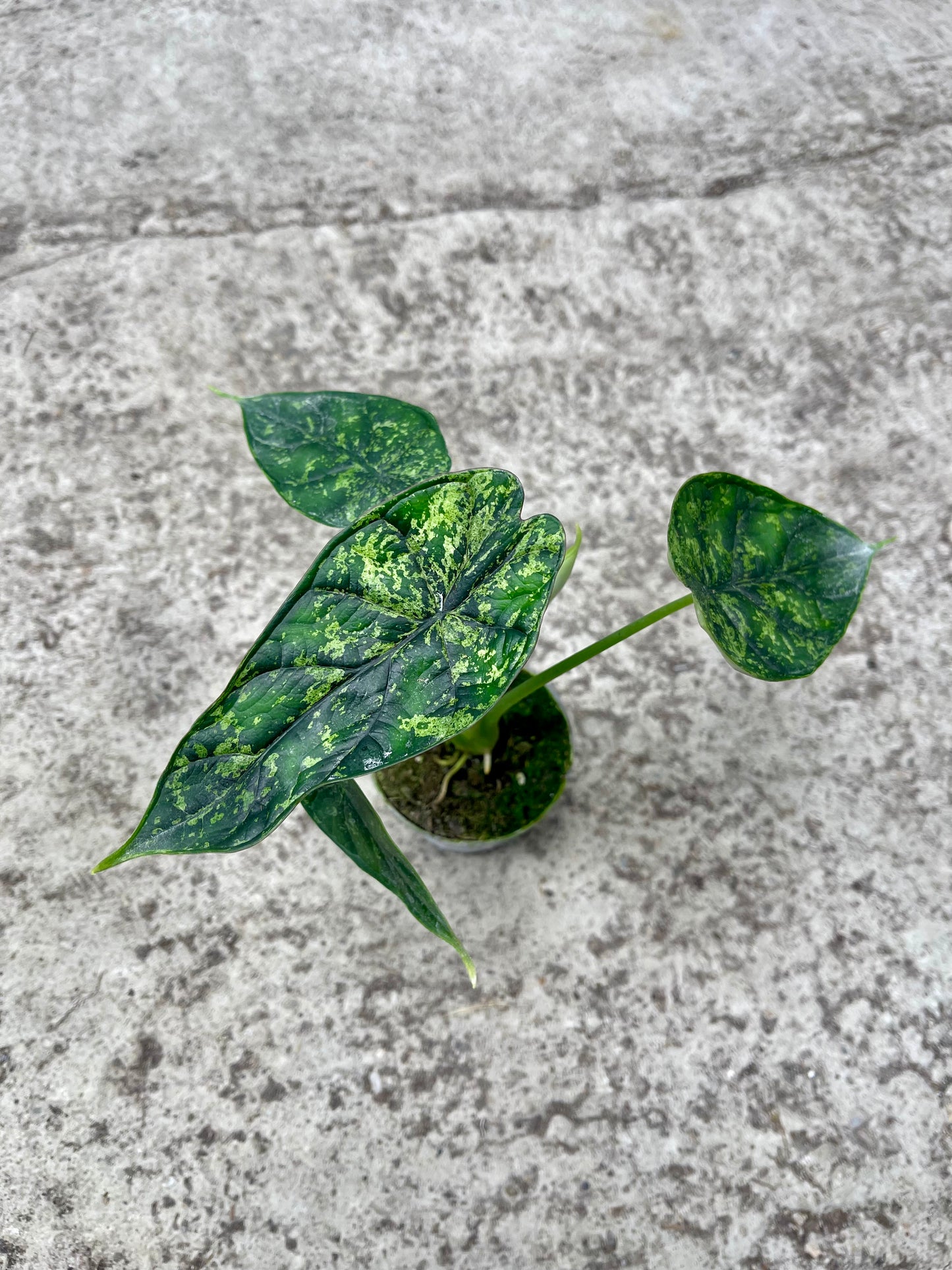 Alocasia dragon scale mint variegata NEW