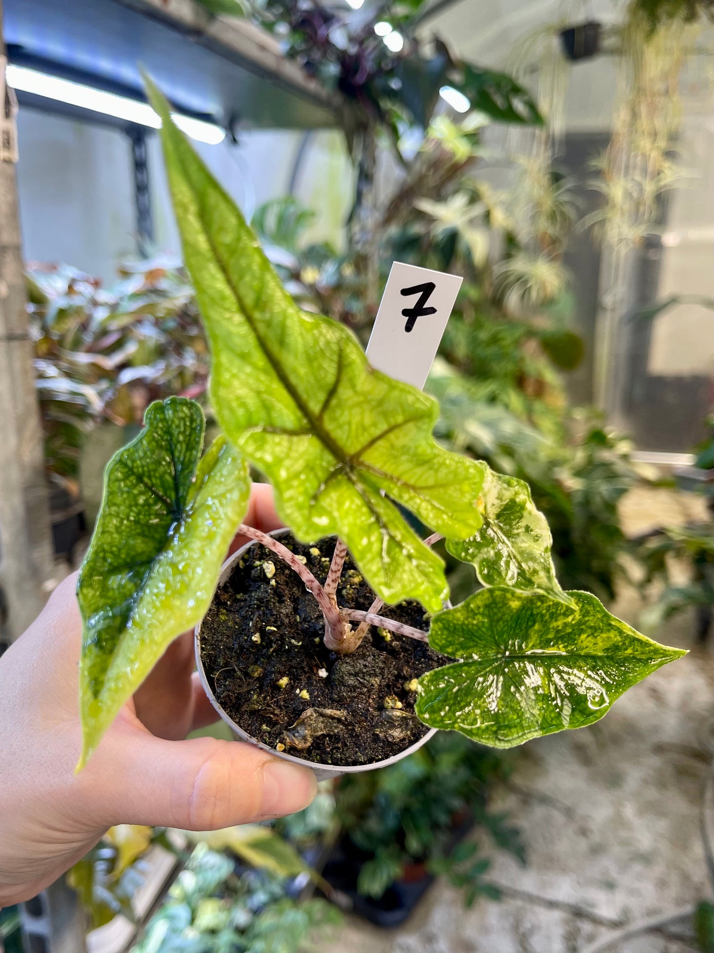 Alocasia jacklyn variegata NEW