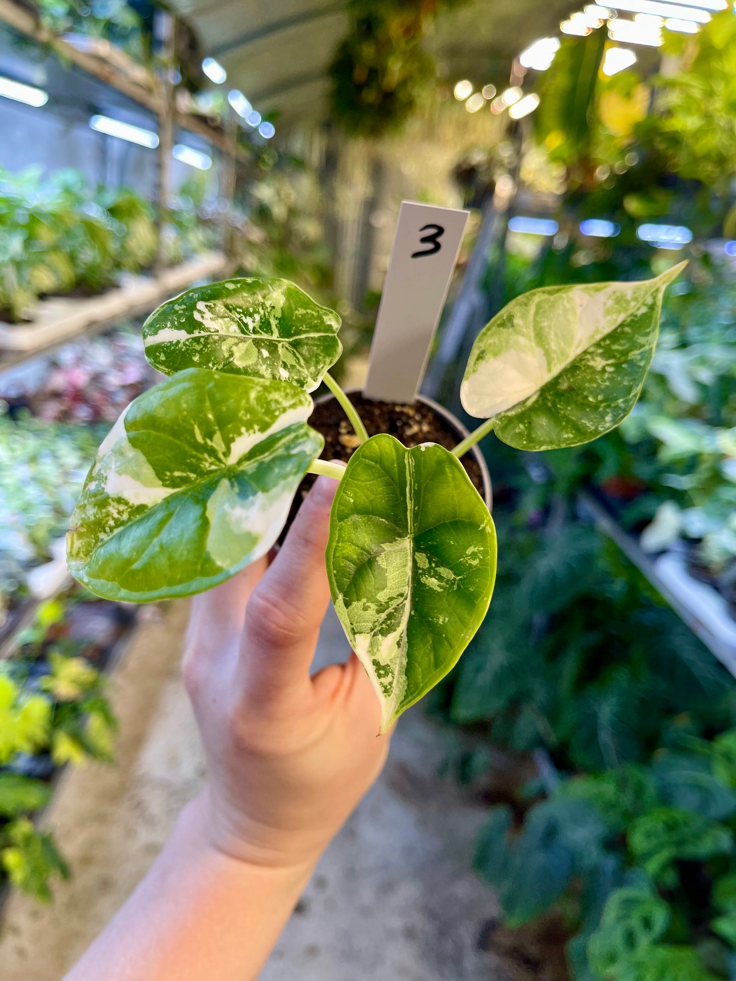 ALOCASIA DRAGON SCALE ALBO VARIEGATA S